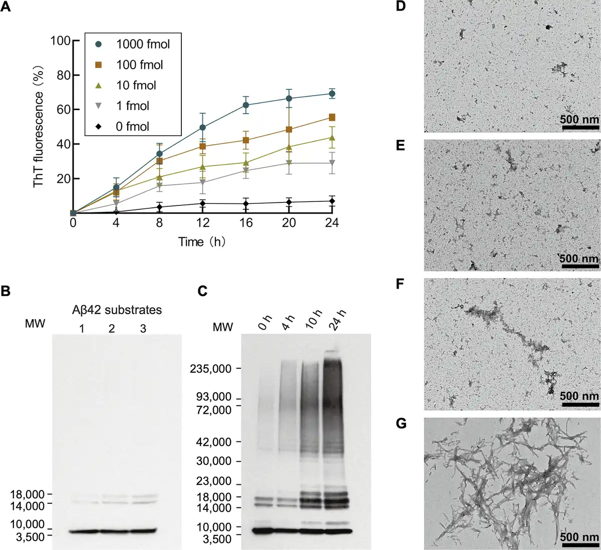 Detection of synthetic oligomeric Aβ seeds in vitro.