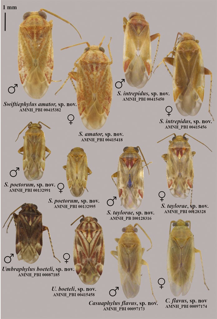 Dorsal habitus of Swiftiephylus, gen. nov. spp., Umbraphylus boeteli, sp. nov., and Casuaphylus flavus sp. nov.