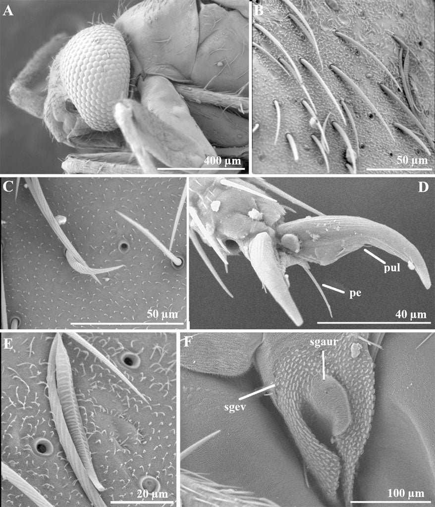 Swiftiephylus amator, sp. nov. scanning electron micrographs. A. Head and pronotum, dorsal view. B. Detail of hemelytral setae, dorsal view. C. Detail of recurved setae on hemelytron. D. Pretarsus, frontolateral view. E. Detail of unattached, sericeous setae found on hemelytra. F. Metathoracic pleuron, lateral view, showing metathoracic scent-gland auricle and evaporatory area. Abbreviations: pe, perempodium; pul, pulvillus; sgaur, scent gland auricle; sgev, scent gland evaporatory area.