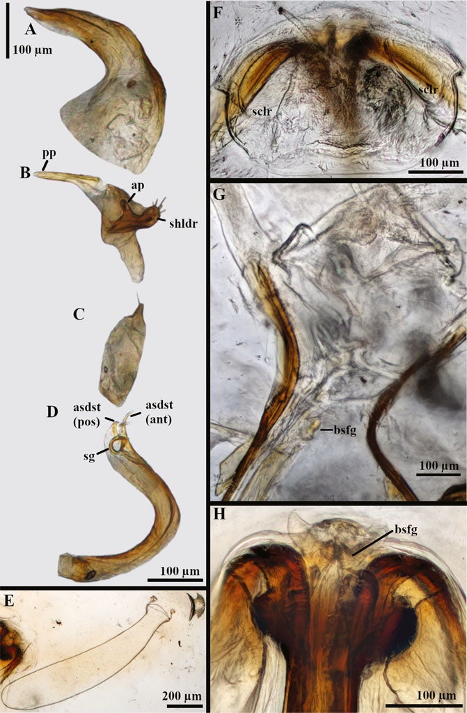Swiftiephylus amator sp. nov. genitalic images. Male, A. Phallotheca, anterior view. B. Left paramere, anterior view. C. Right paramere, lateral view. D. Endosoma, left lateral view. Female, E. Egg. F. Dorsal labiate plate, dorsal view. G. Posterior wall and intersegmental process, anteroventral view. H. Base of gonapophyses, ventral view. Abbreviations: ap, anterior process of left paramere; asdst, apical spine of dorsal strap (anterior ant, posterior pos); bsfg, basal sclerite of first gonapophyses; pp, posterior process of left paramere; sclr; sclerotized ring; sg, secondary gonopore.