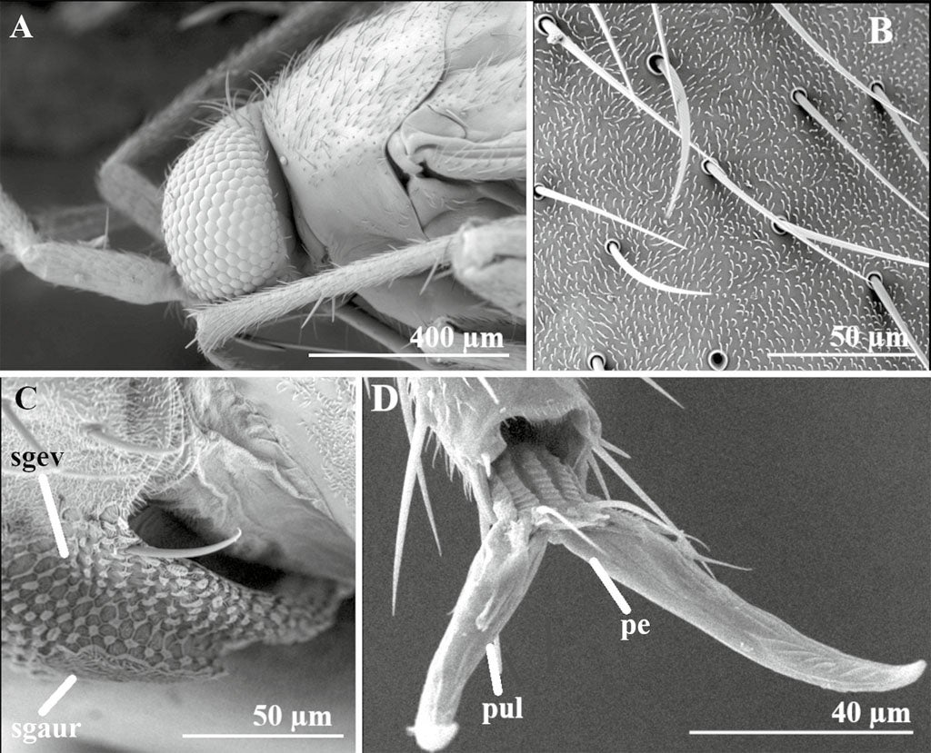 Swiftiephylus intrepidus sp. nov. scanning electron micrographs. A. Head and pronotum, dorsal view. B. Detail of hemelytral setae, dorsal view. C. Metathoracic pleuron, lateral view, showing metathoracic scent-gland auricle and evaporatory area. D. Pretarsus, dorsal view. Abbreviations: pe, perempodium; pul, pulvillus; sgaur, scent gland auricle; sgev, scent gland evaporatory area.