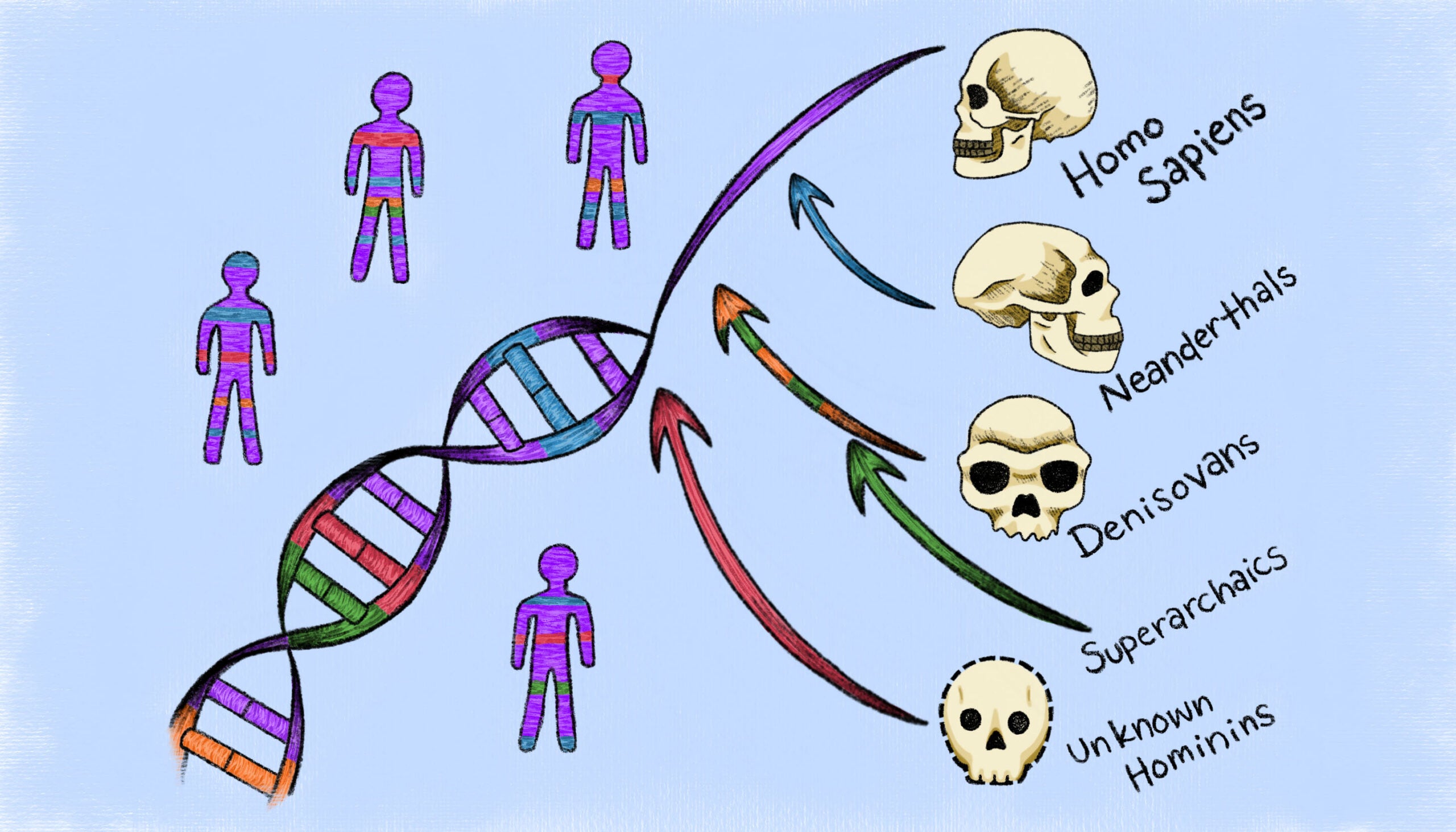 Using genealogical relationships in DNA, UC Berkeley researchers have uncovered hidden contributions from extinct human populations that left no sequenced genomes.