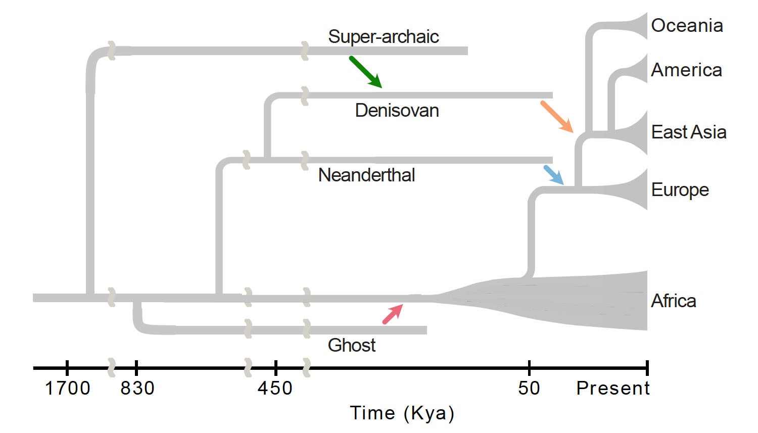 Schematic phylogeny of introgression events across the course of human evolution.