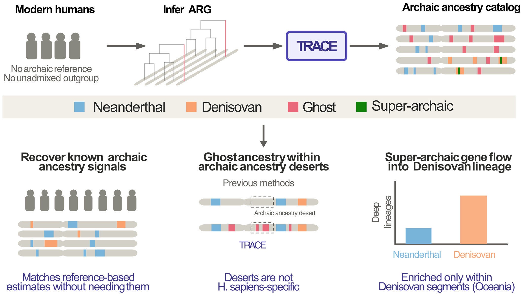 TRACE infers archaic ancestry without reference genomes.