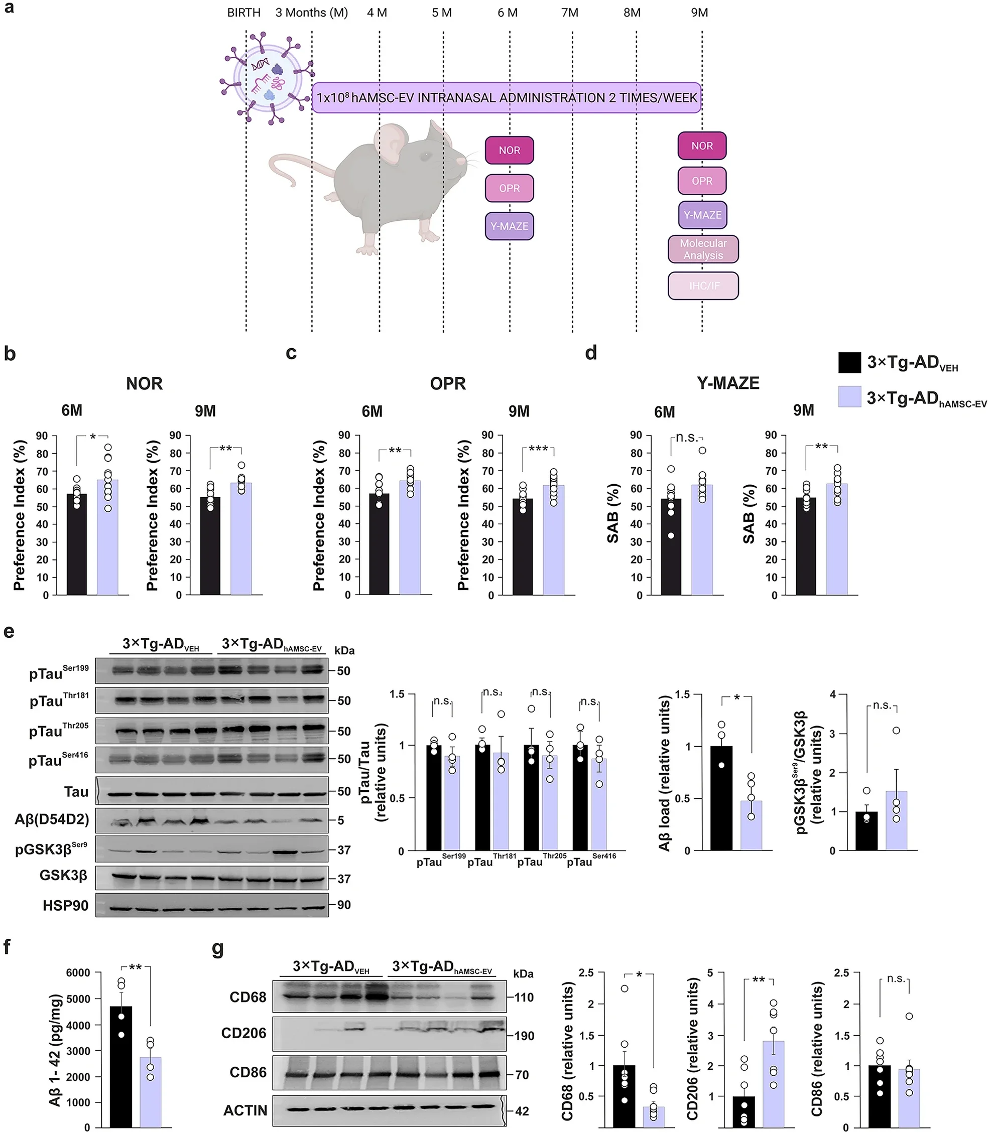 Intranasal hAMSC-EV treatment counteracts AD phenotype in 3 × Tg-AD female mice.