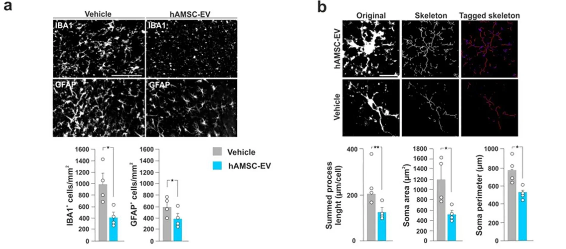 hAMSC-EV treatment attenuates astrocyte reactivity and induces microglia structural remodeling in 3 × Tg-AD female mice.