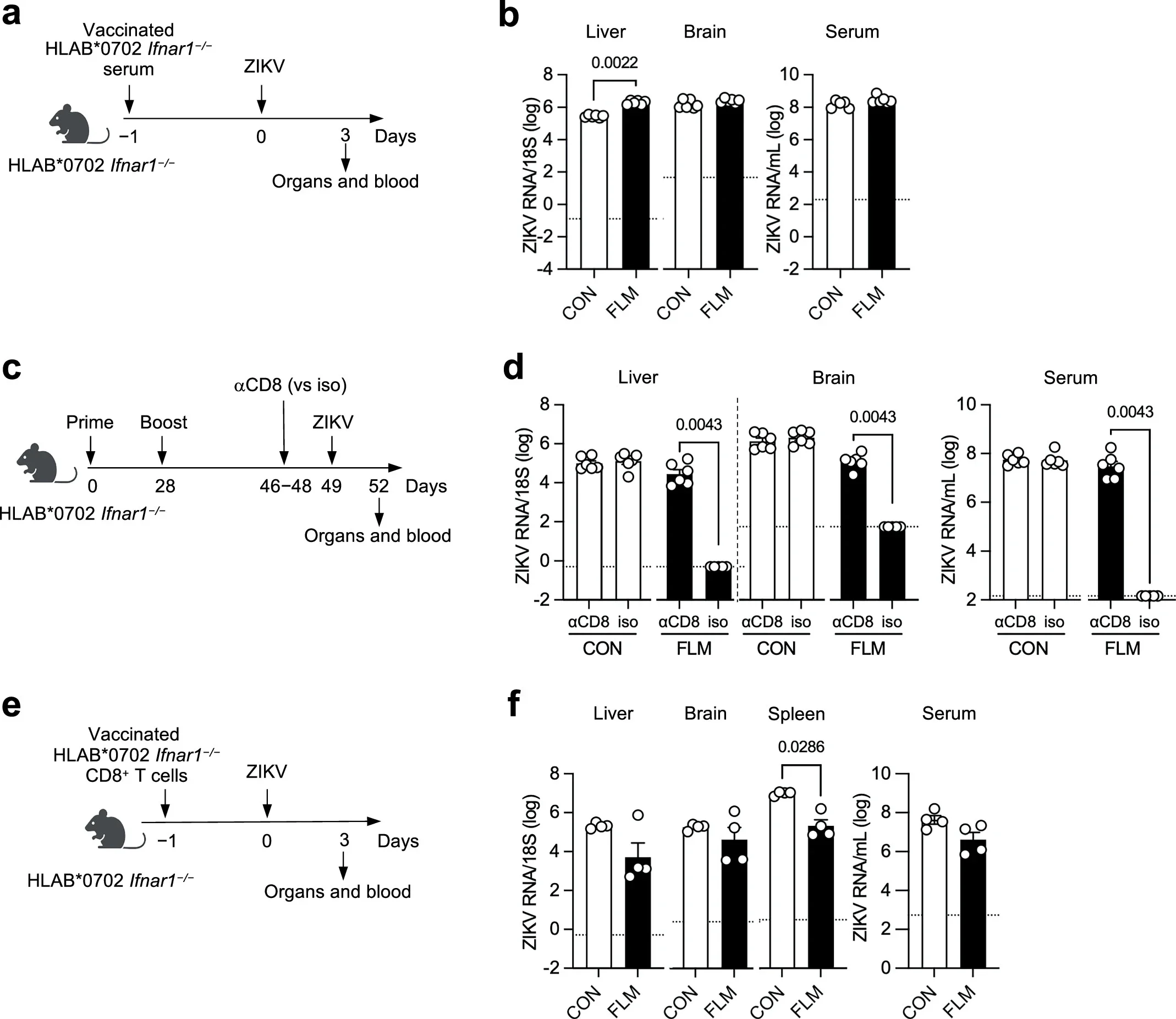 Z-prM/E-FLM RNA Vaccine Mediates Protection via CD8+ T cells in HLA-B*0702 Ifnar1−/− Mice.
