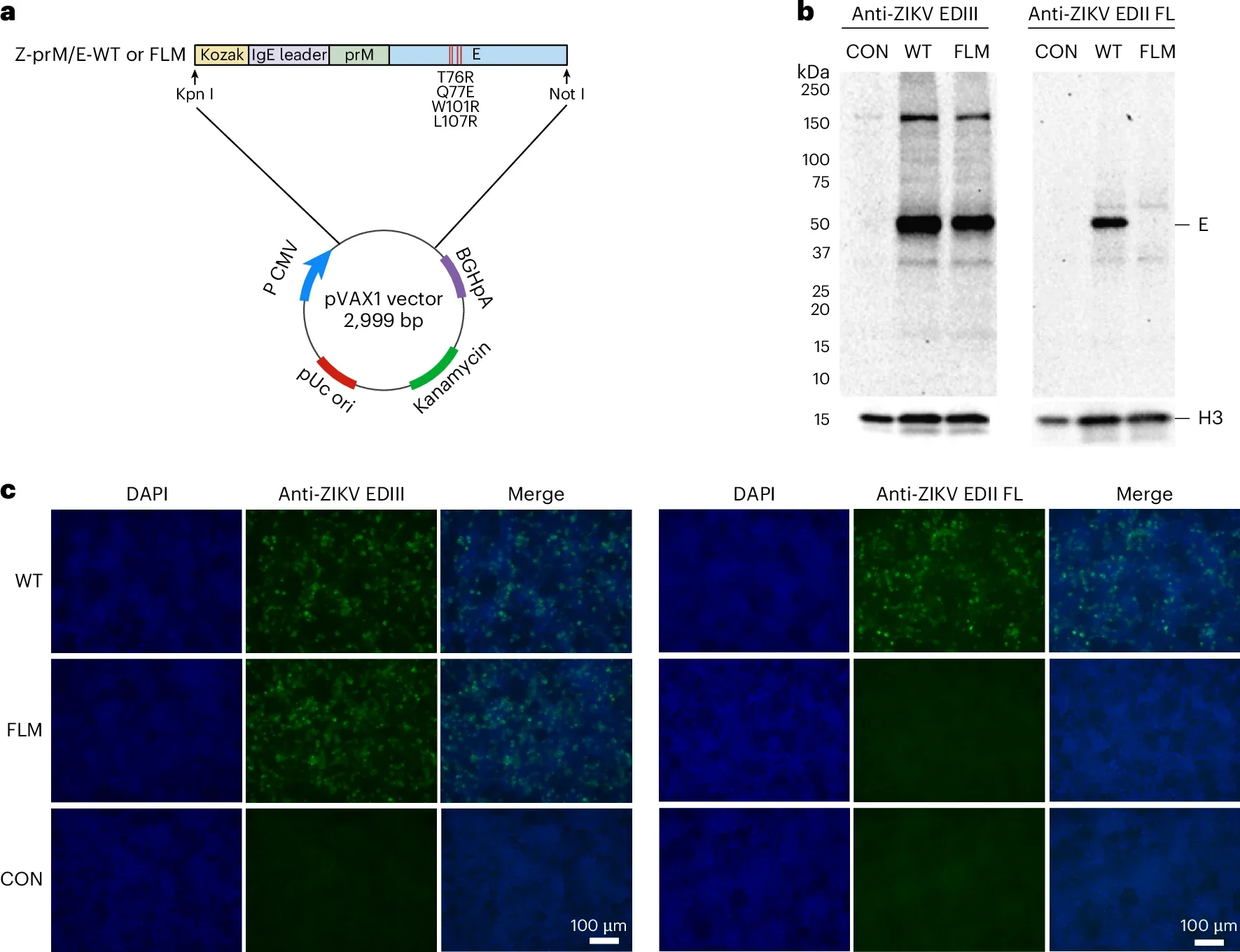 Characterization and validation of Z-prM/E DNA vaccines.