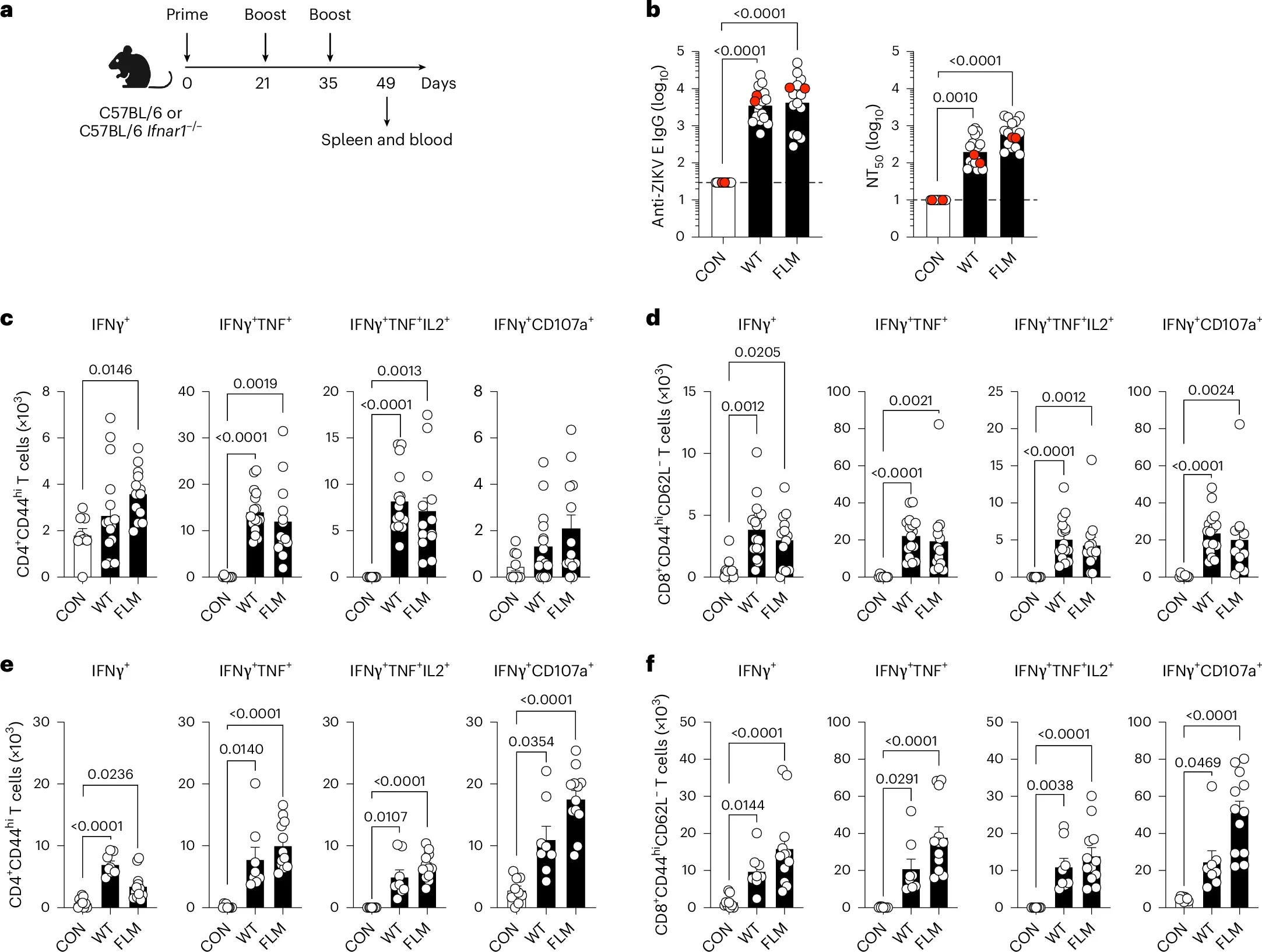 Z-prM/E-WT and Z-prM/E-FLM DNA vaccines induce robust immune responses in C57BL/6-WT and Ifnar1−/− mice.