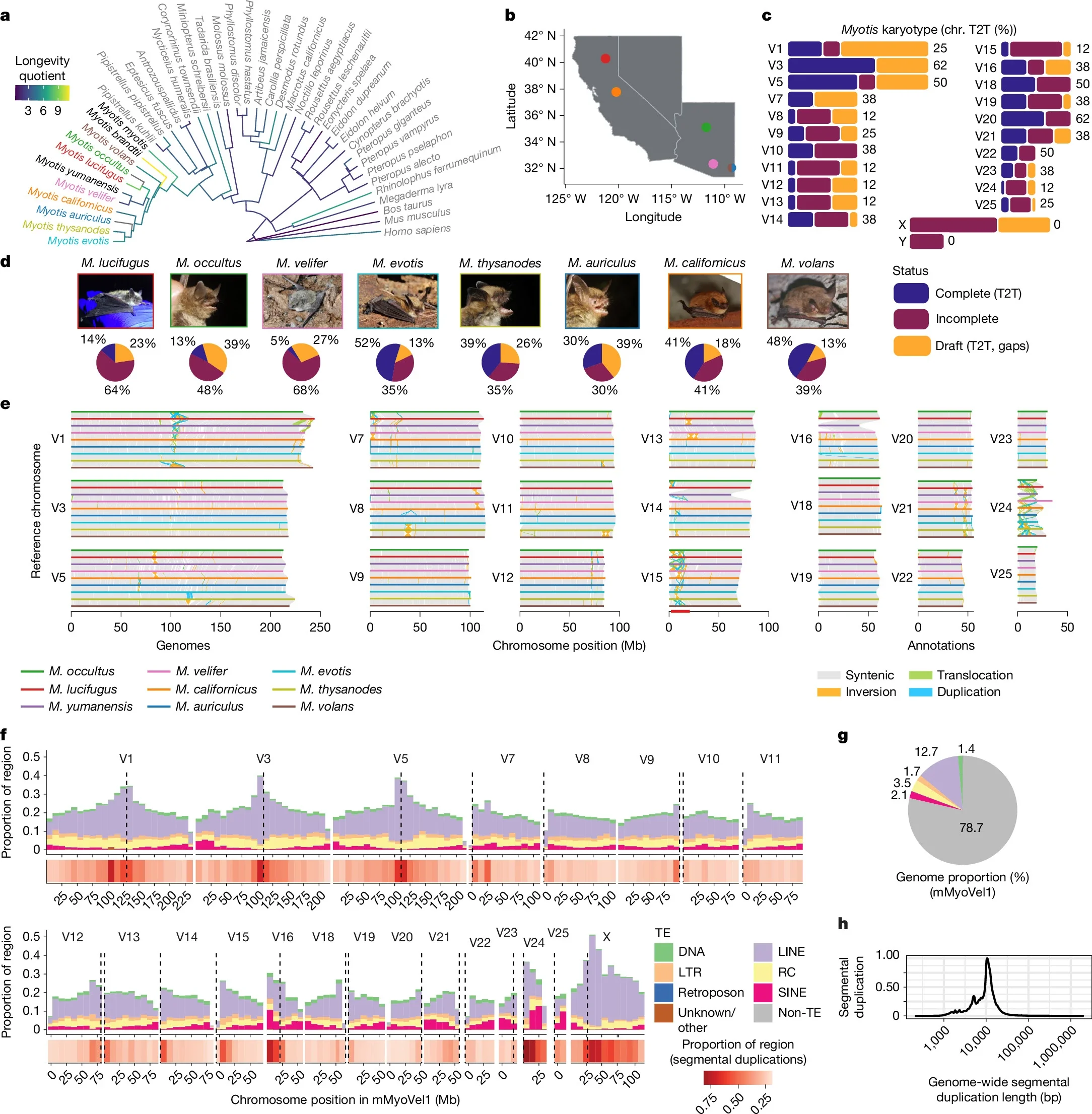 Near-complete reference assemblies reveal a varied structural variation landscape across nine Nearctic Myotis species.