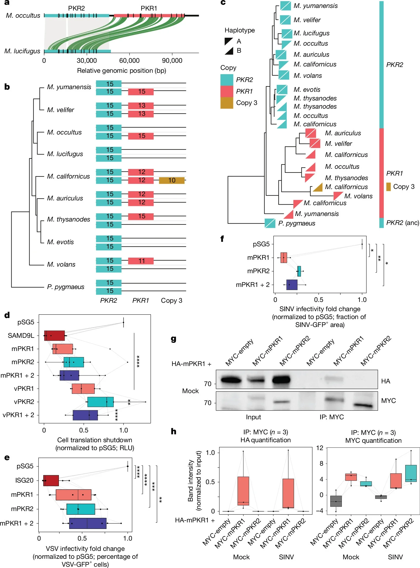 Evolutionary history and function of an actively segregating copy-number polymorphism of PKR in Myotis.
