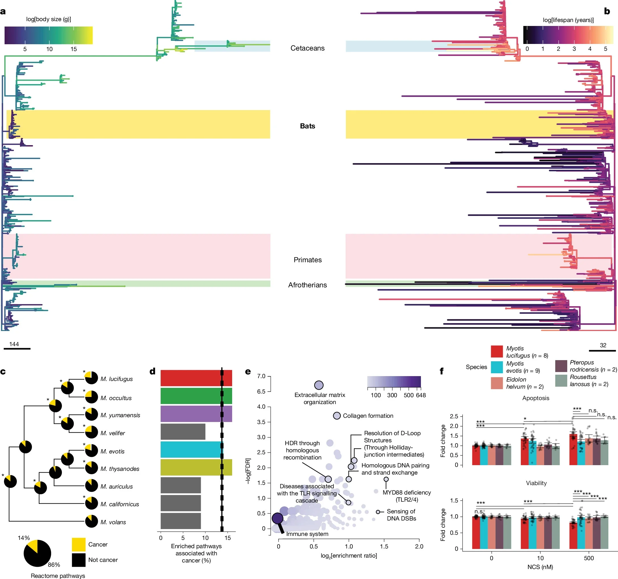 Evolution of cancer risk and resistance in Myotis and other mammals.