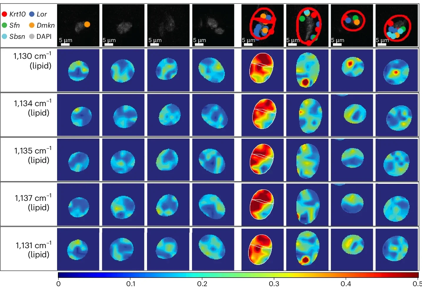 Representative Raman intensity maps of senescence-associated Raman peaks overlaid with spatial distribution of senescence-enriched differentiation genes