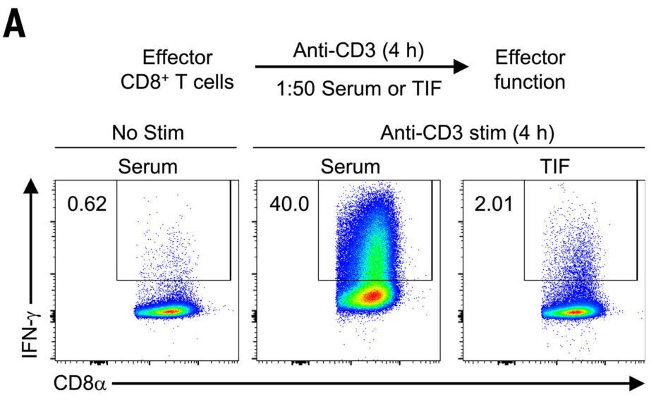 Experimental schema (top) and representative flow cytometry plots (bottom) showing IFN-γ production by effector CD8+ T cells restimulated with anti-CD3 (1 μg/ml, 4 hours) in the presence of serum or tumor interstitial fluid (TIF) (1:50 dilution).