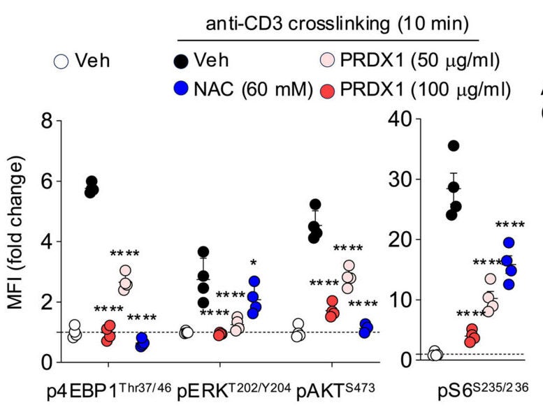 Fold change median fluorescence intensity (MFI) (relative to unstimulated Veh) of indicated residues in CD8+ T cells after anti-CD3 cross-linking (10 min) under the conditions indicated.