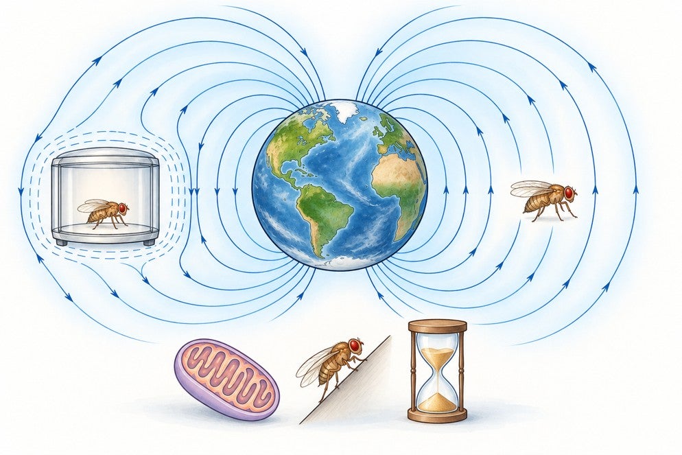 Fruit flies in Earth's magnetic field (replicated).