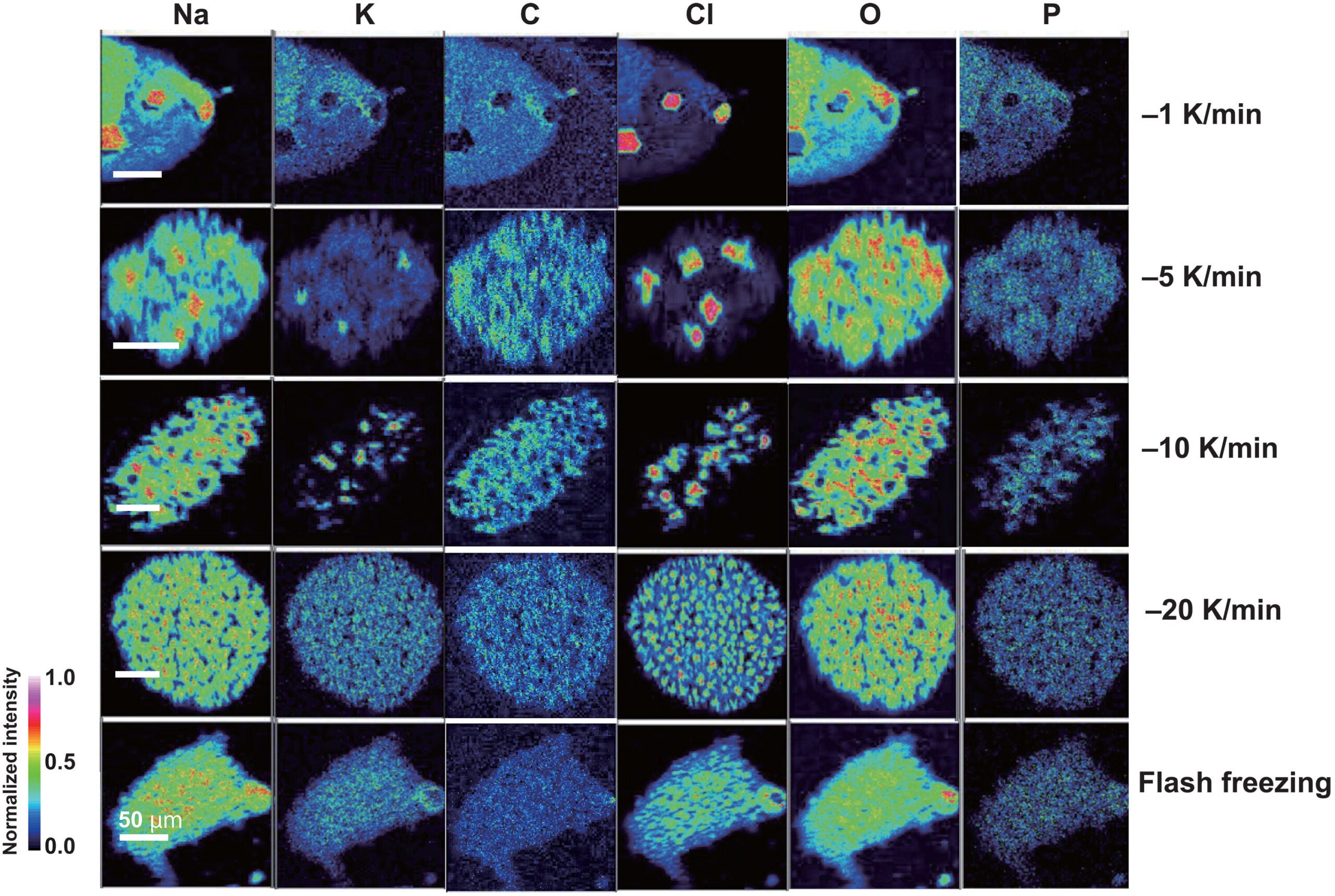 Elemental mapping (top-down view) of freeze-dried droplets for different cooling rates. Details of the experimental setup can be found in the “Freezing experiments” section.