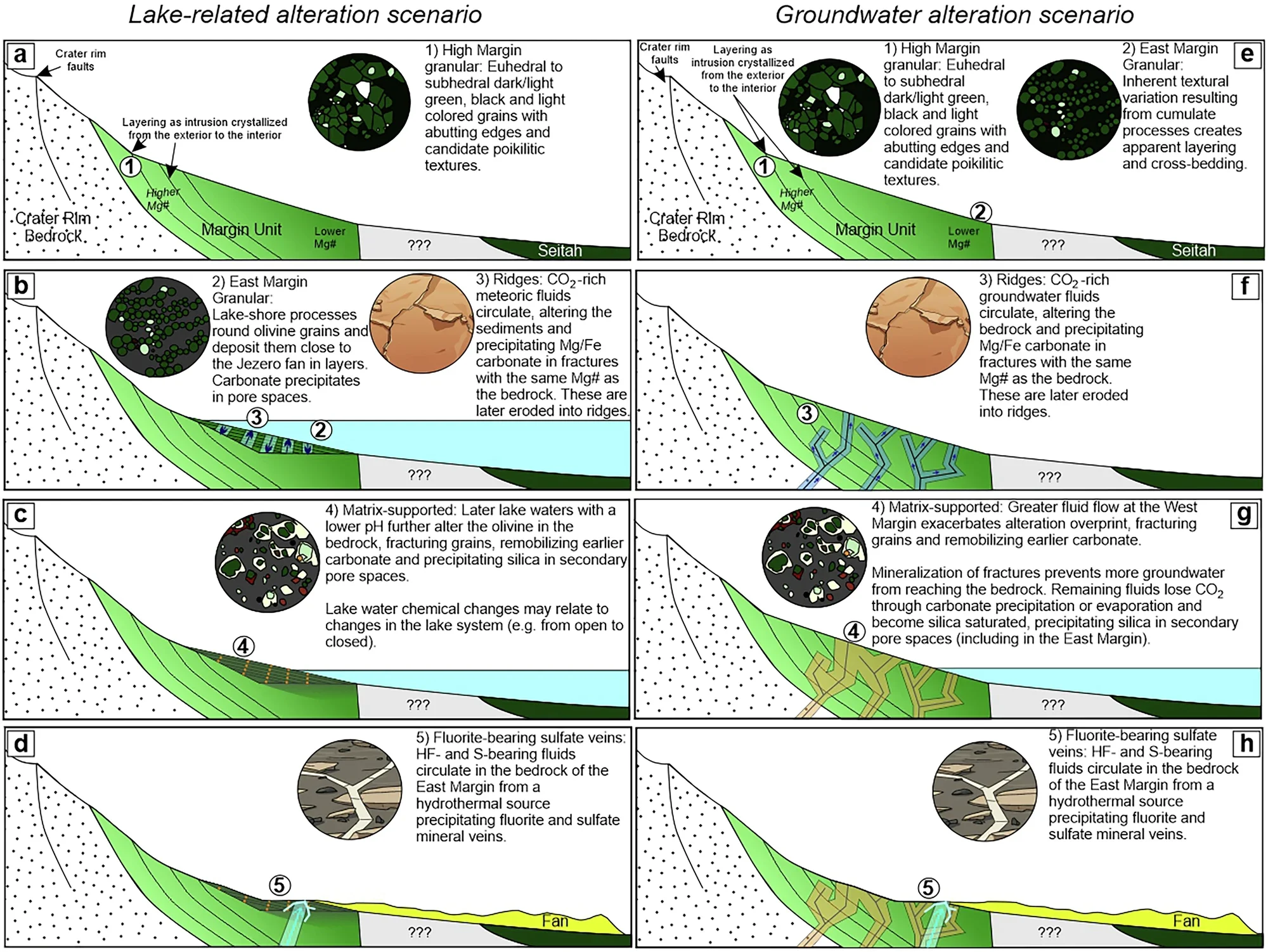 Schematic diagram of Margin unit formation and alteration events.
