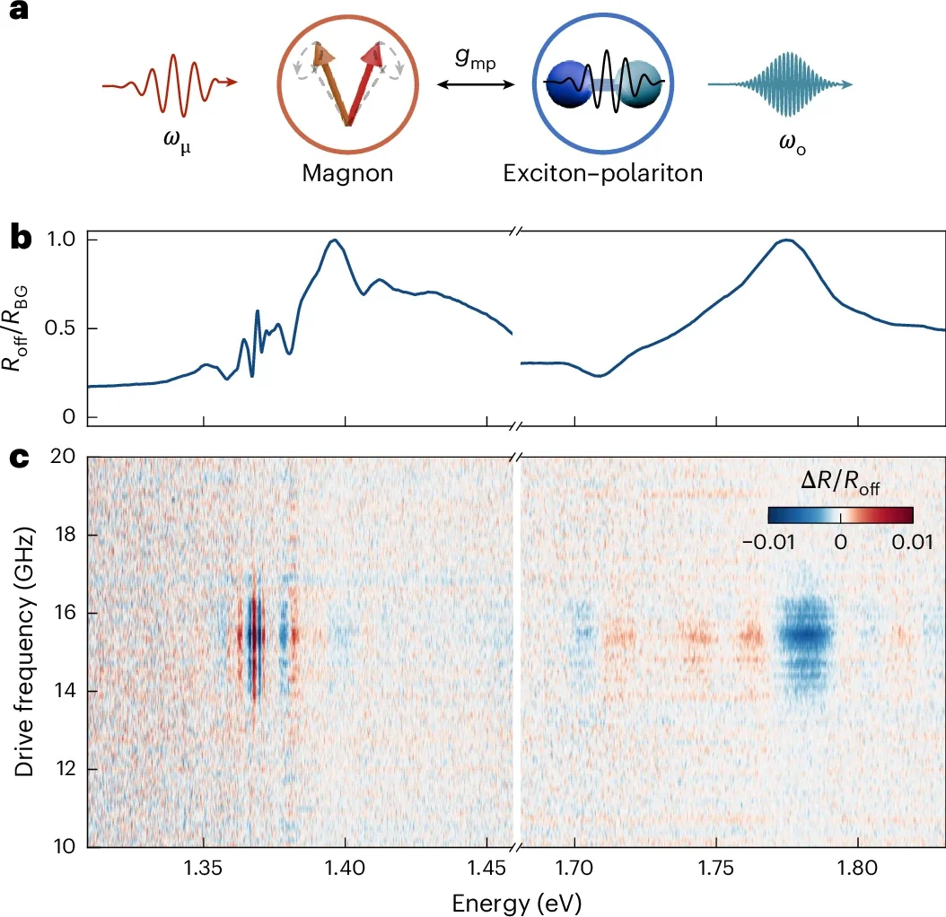 Coupling between magnons and exciton–polaritons.