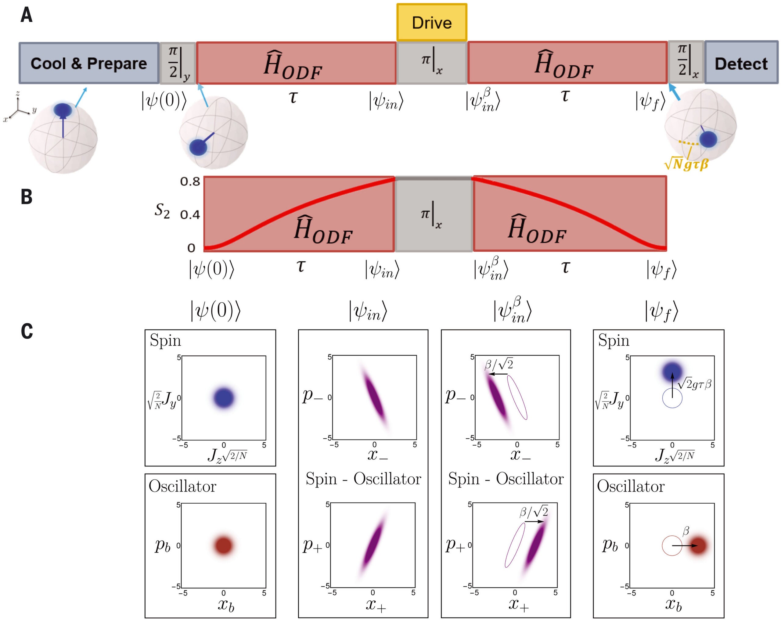 Displacement-sensing protocol. The ions are Doppler-cooled and optically pumped into the state |↑⟩, and a microwave π/2 pulse then rotates the spin ensemble to align along the x̂ axis to prepare the initial state |ψ(0)⟩.