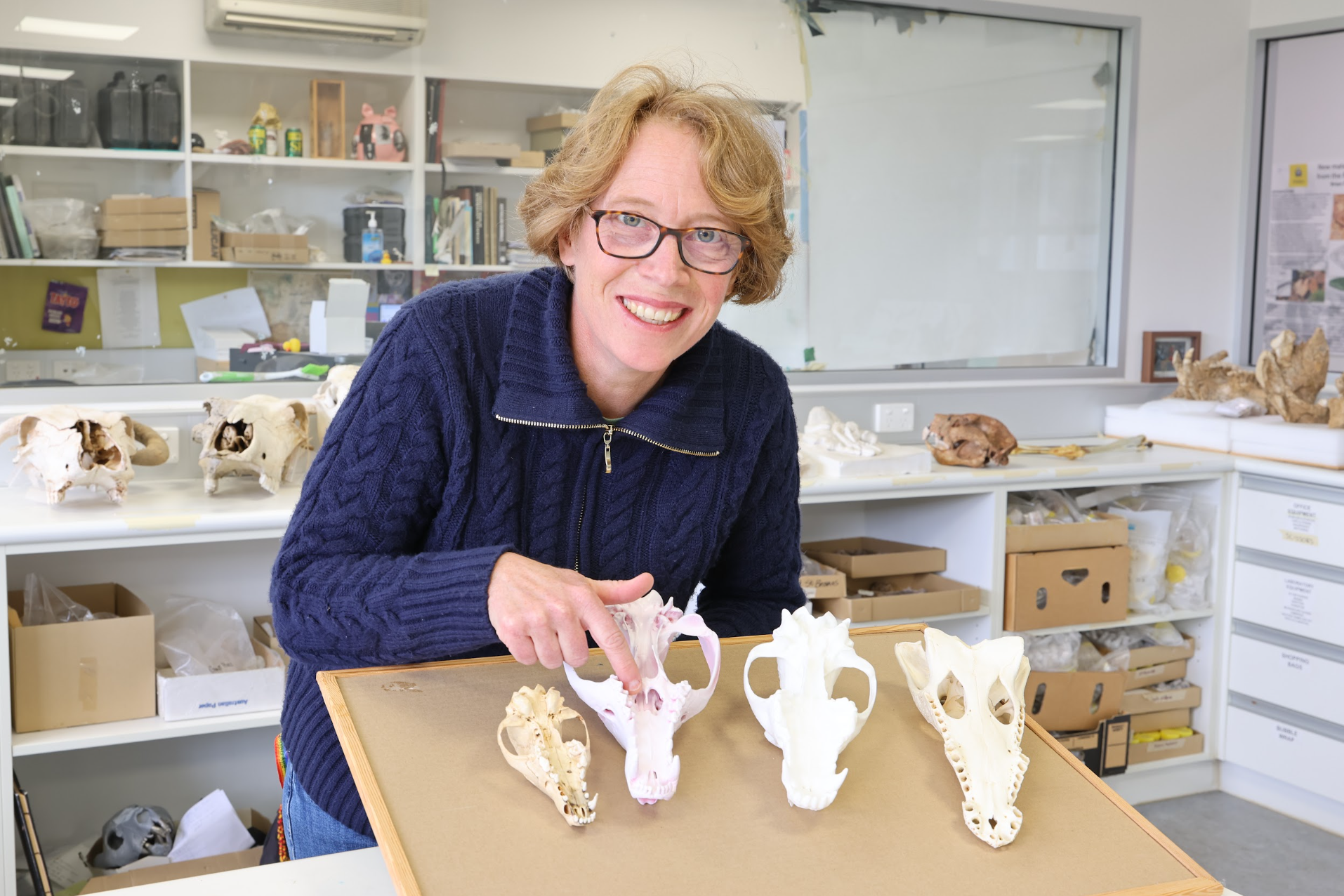 Flinders University Professor Vera Weisbecker and thylacine snout - with models of a wolf, fox and crocodile upper jaws.