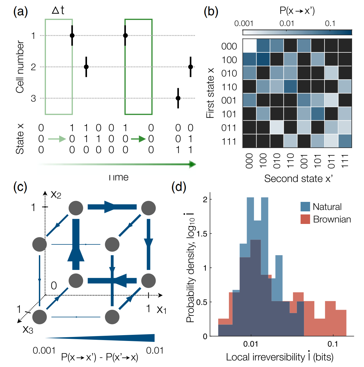 Local irreversibility in groups of neurons. (a-c) A group of three neurons in the salamander retina responding to a natural movie. (a) Points mark the times of action potentials in each of three neurons. (d) Distributions of local irreversibilities 
I˙ over 5-cell groups responding either to a natural movie (blue) or a Brownian stimulus (red), which is designed to be time-reversal invariant. 