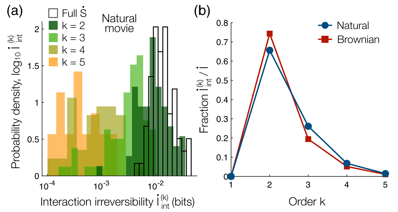 Decomposing local irreversibility in neuronal activity. (a) Distributions of interaction irreversibilities İ_int^(k) of different orders k for random groups of five neurons responding to the natural movie. (b) Interaction irreversibility İ_int^(k), normalized by the full local irreversibility İ, as a function of the order k, averaged over the same 5-cell groups.