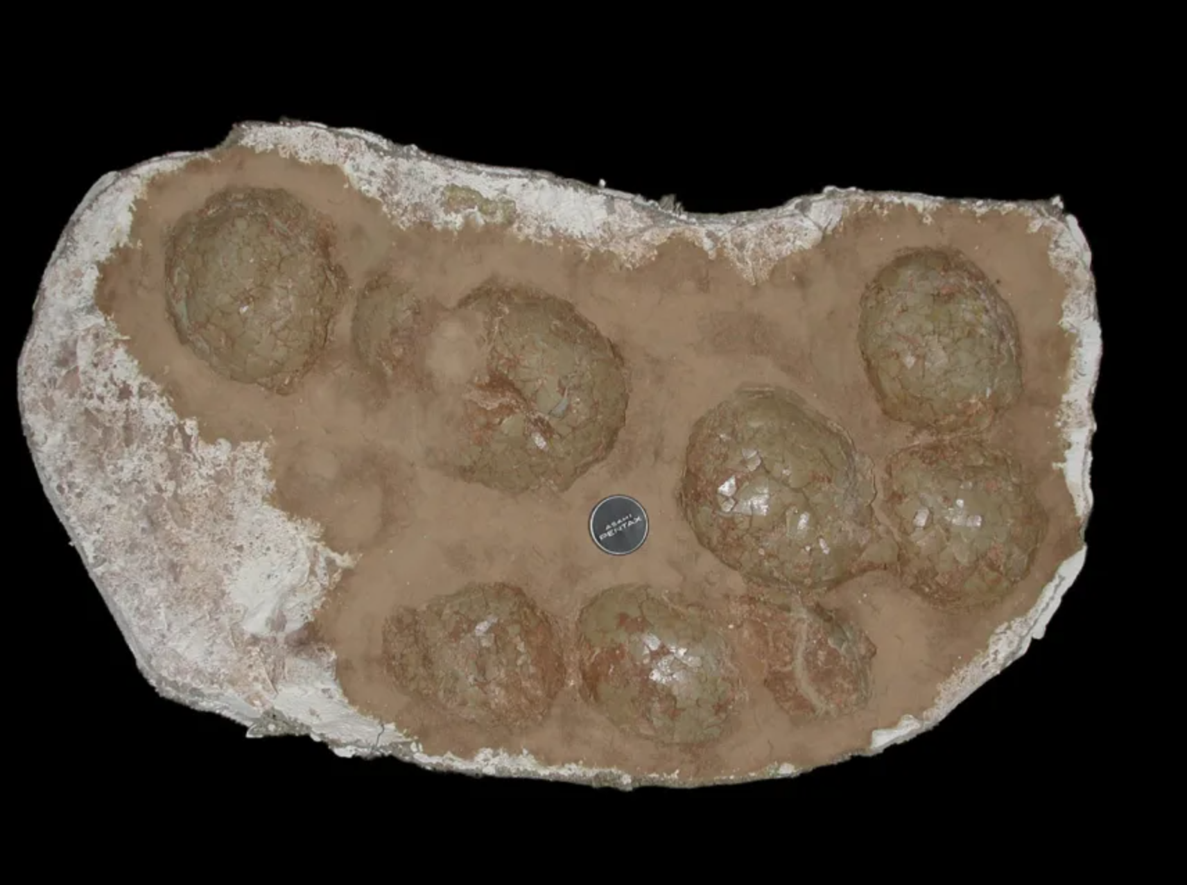 A fossilized clutch of eggs laid by a massive titanosaur dinosaur.
