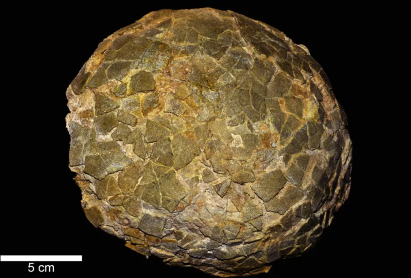 Dinosaur eggs are rarely fossilized because their thin, fragile shells are easily destroyed.