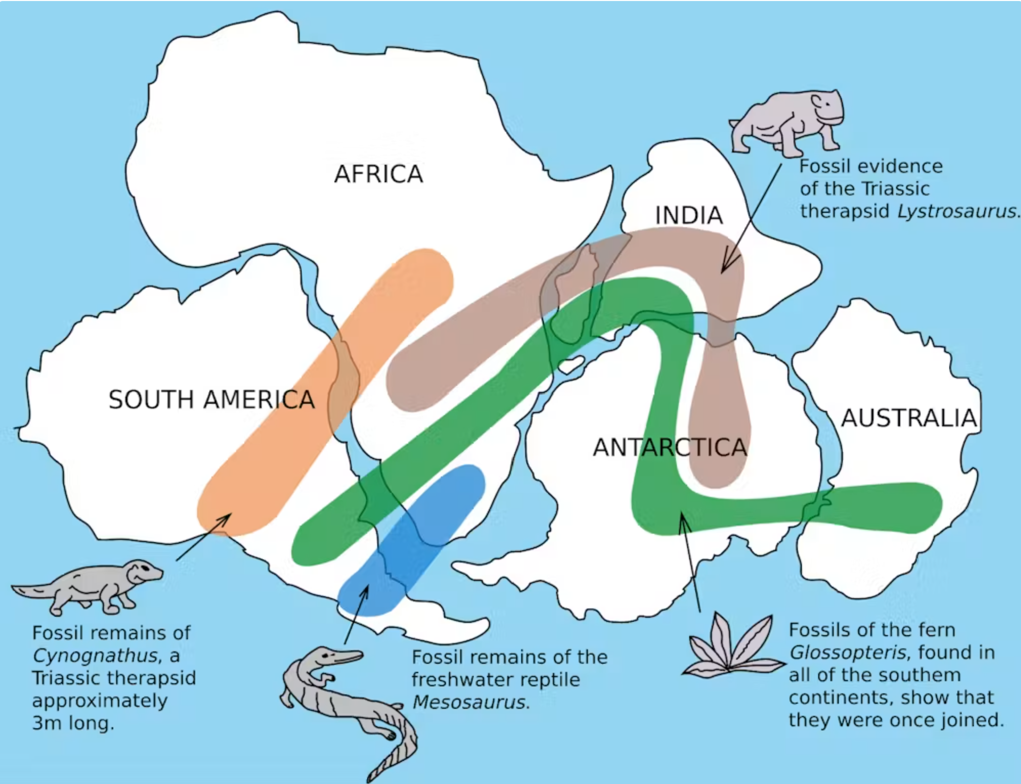Fossils found in Australia, Africa, Antarctica, India and South America demonstrate these land masses were once connected.
