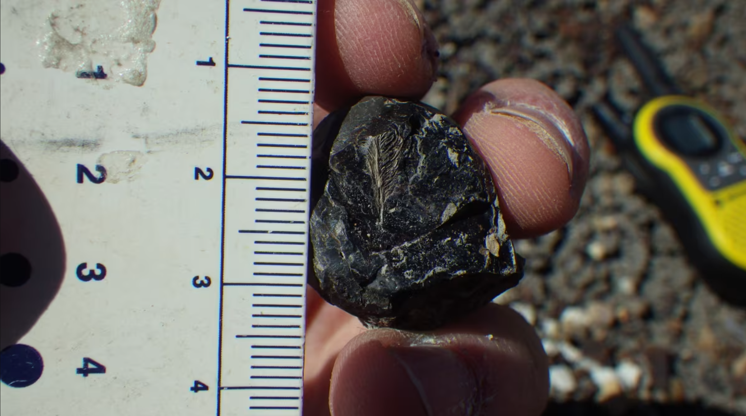 A tiny fossilized feather is seen preserved in a coprolite, or dinosaur poop.