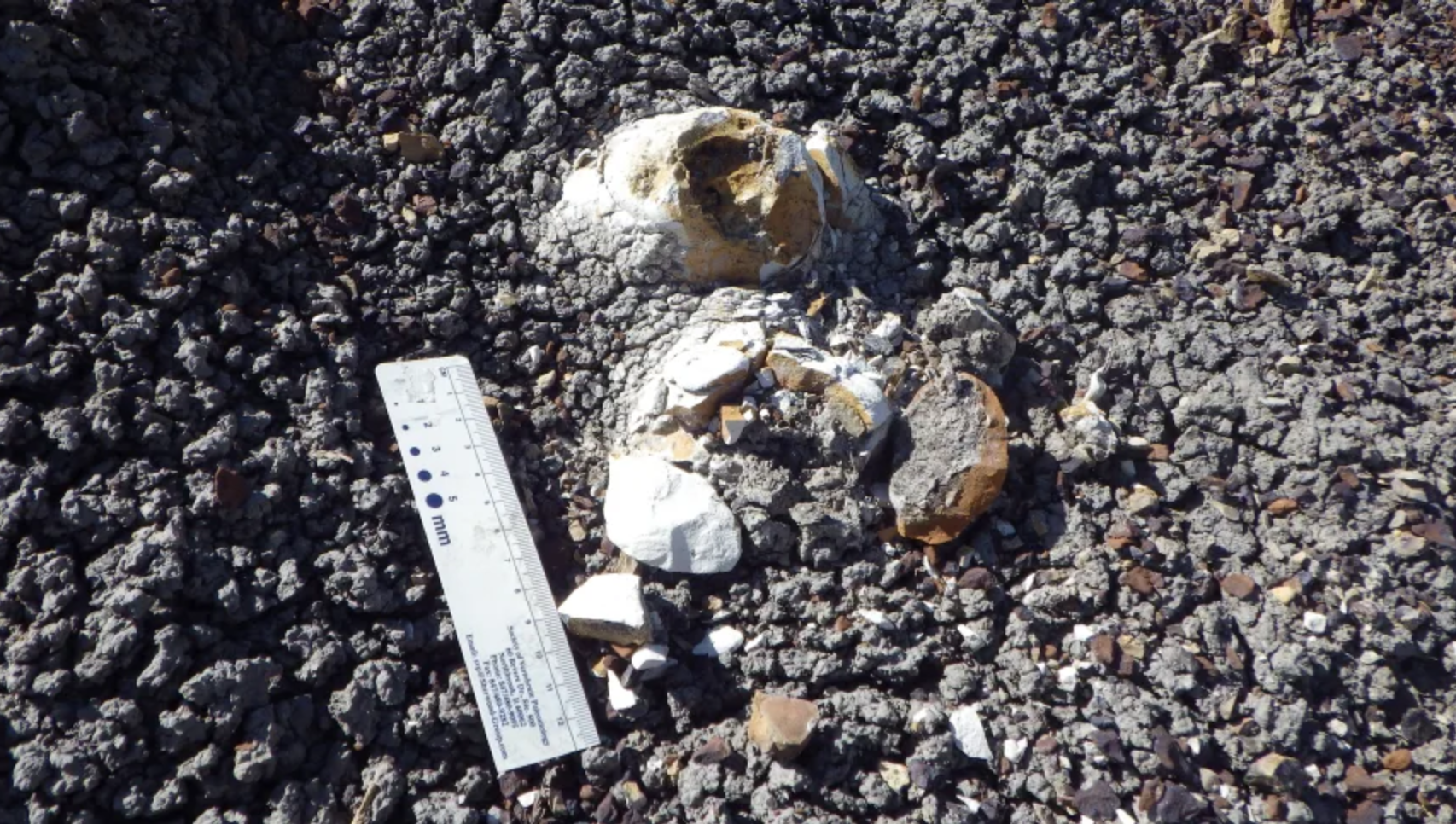 The coprolite was unearthed at a site in Montana in the Hell Creek Formation.