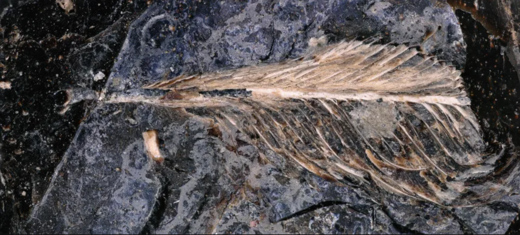 The fossil feather preserved in dinosaur poop.