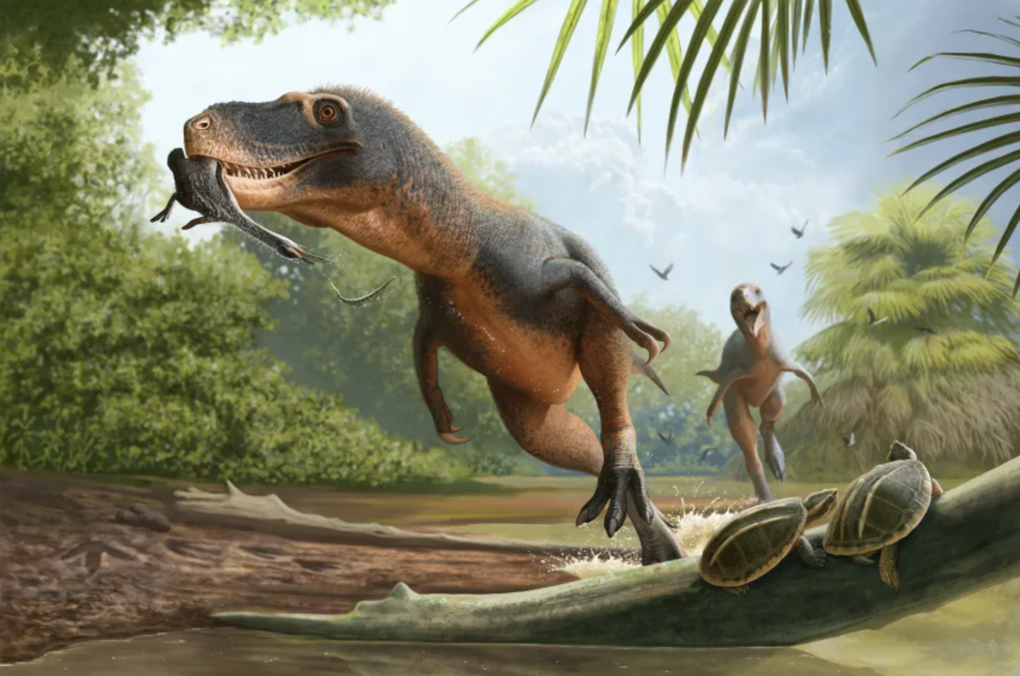 Illustration of a tyrannosaur preying on an ancient diving bird.