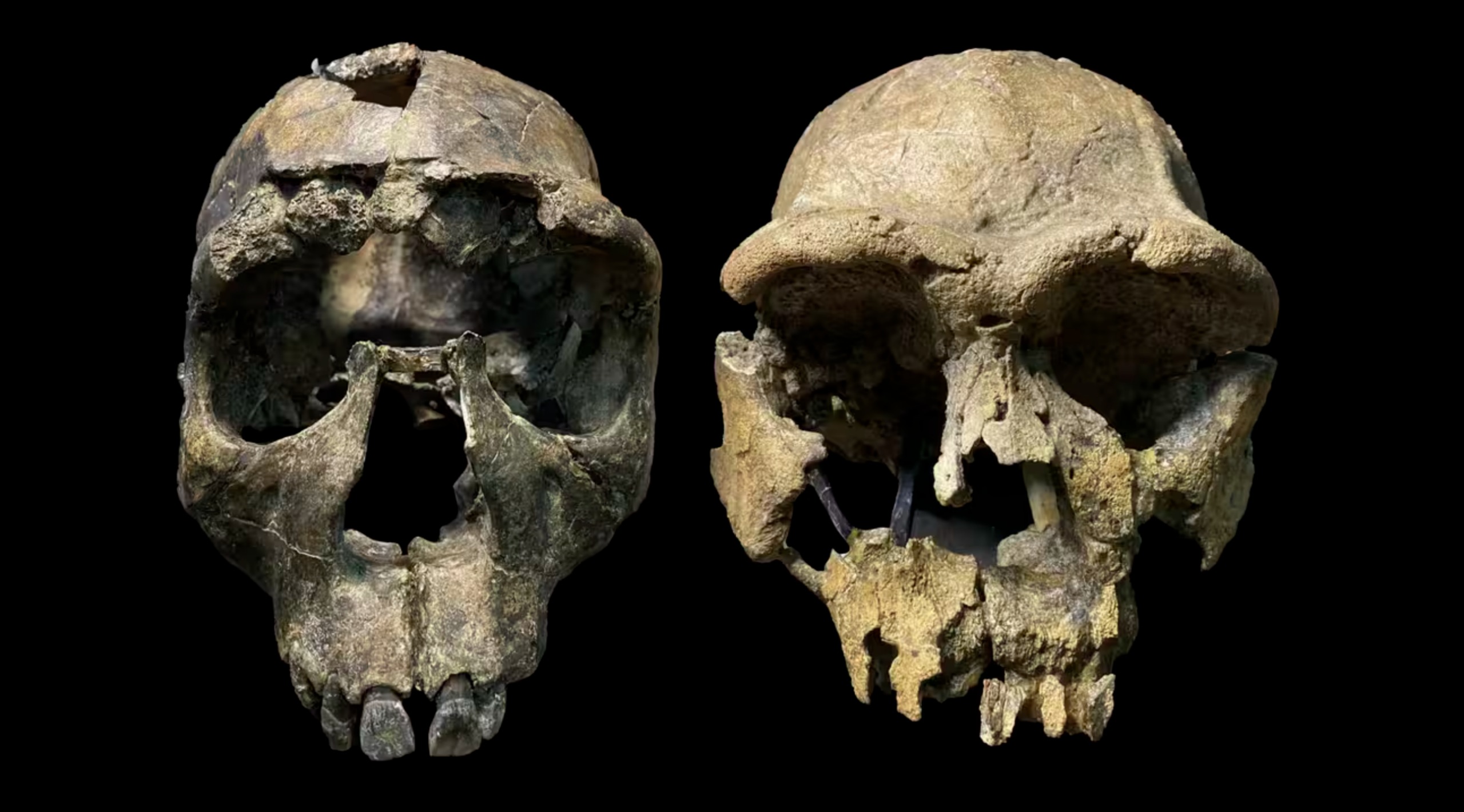 Homo erectus crania from the Turkana Rift. Left: WT 15000, ‘Turkana Boy’ from West Turkana. Right: ER 3733 from East Turkana.