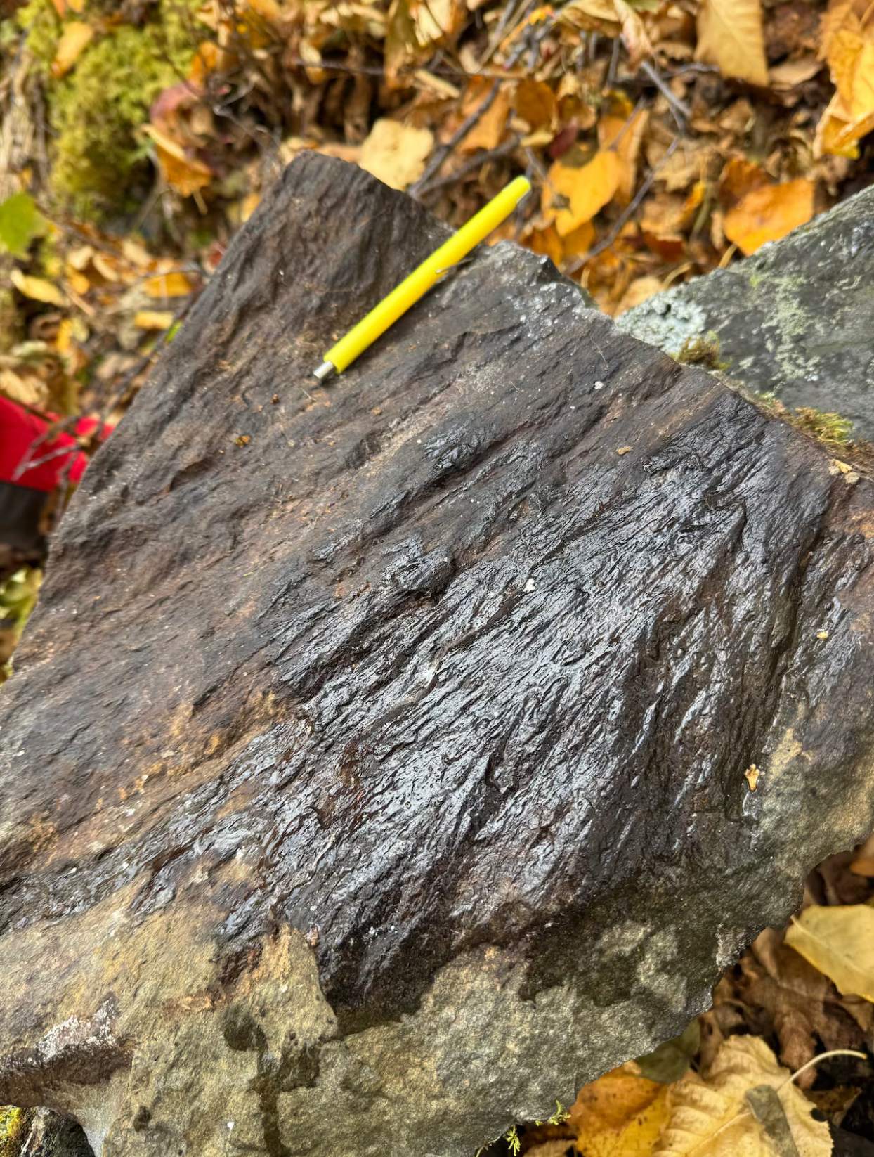 Researchers discovered shatter cones on the second day of their expedition.