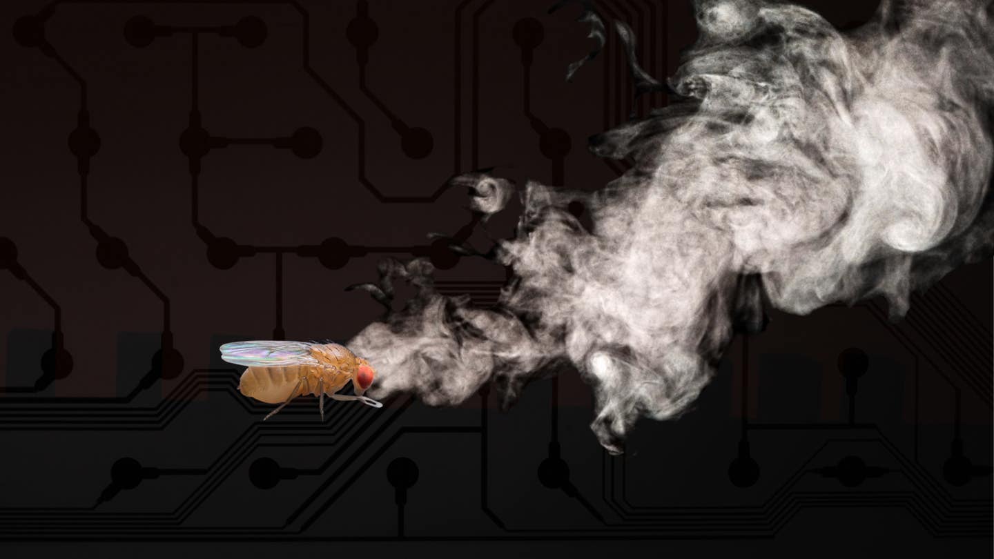 Spi-Fly uses sparse neural activity to recognize smells quickly while requiring far less memory than backpropagation.