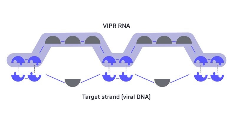 VIPR RNA (top) has a unique gapped coding system that pairs with two bases on the target strand of viral DNA (bottom), but skips every third base. The skipped base is also known as the “wobble” position, which can evolve rapidly. Even if the target DNA changes, the VIPR RNA will still be able to identify and bind to its target.