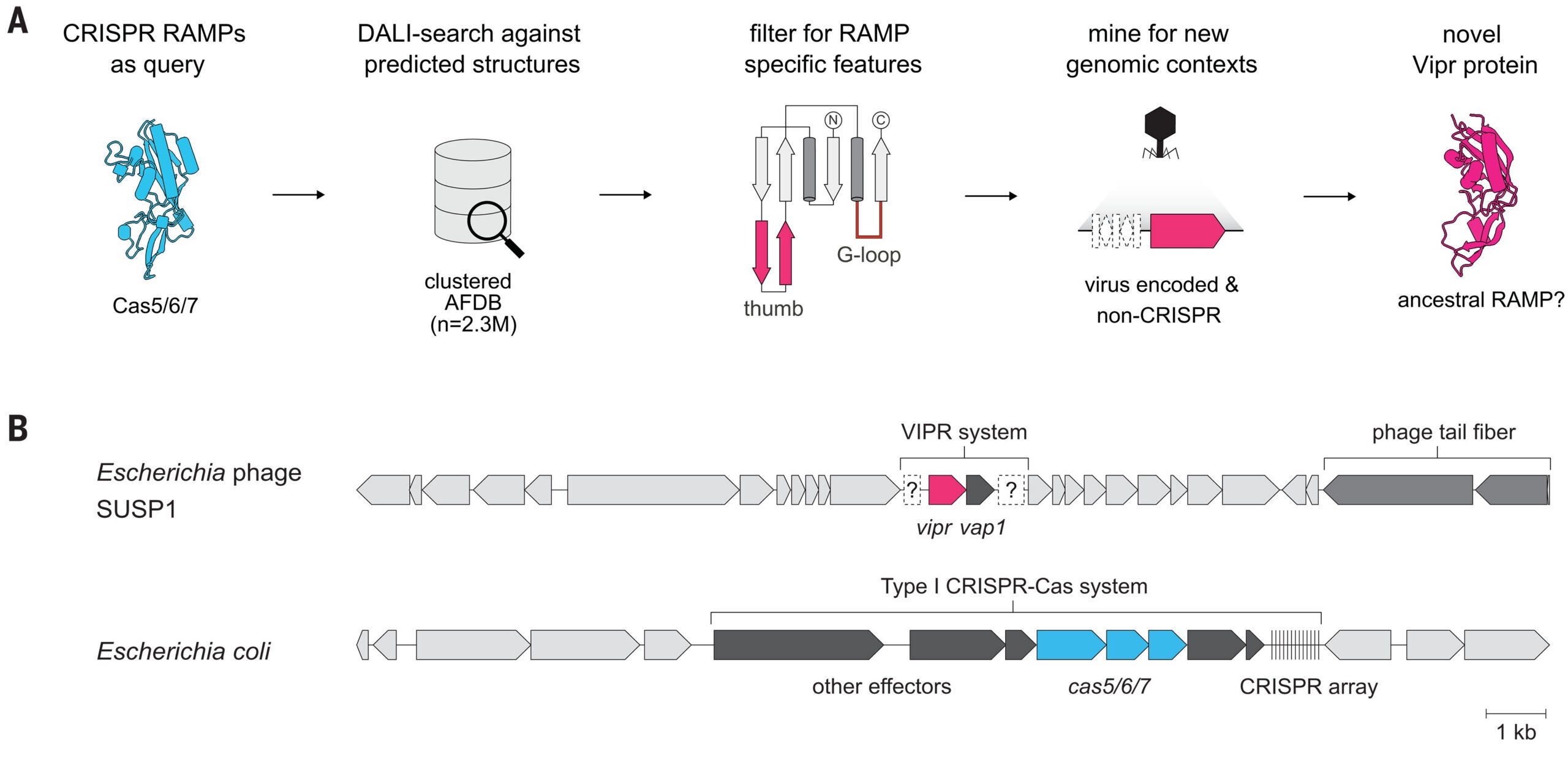 Vipr is a primarily phage-encoded ancestor of CRISPR RAMPs.