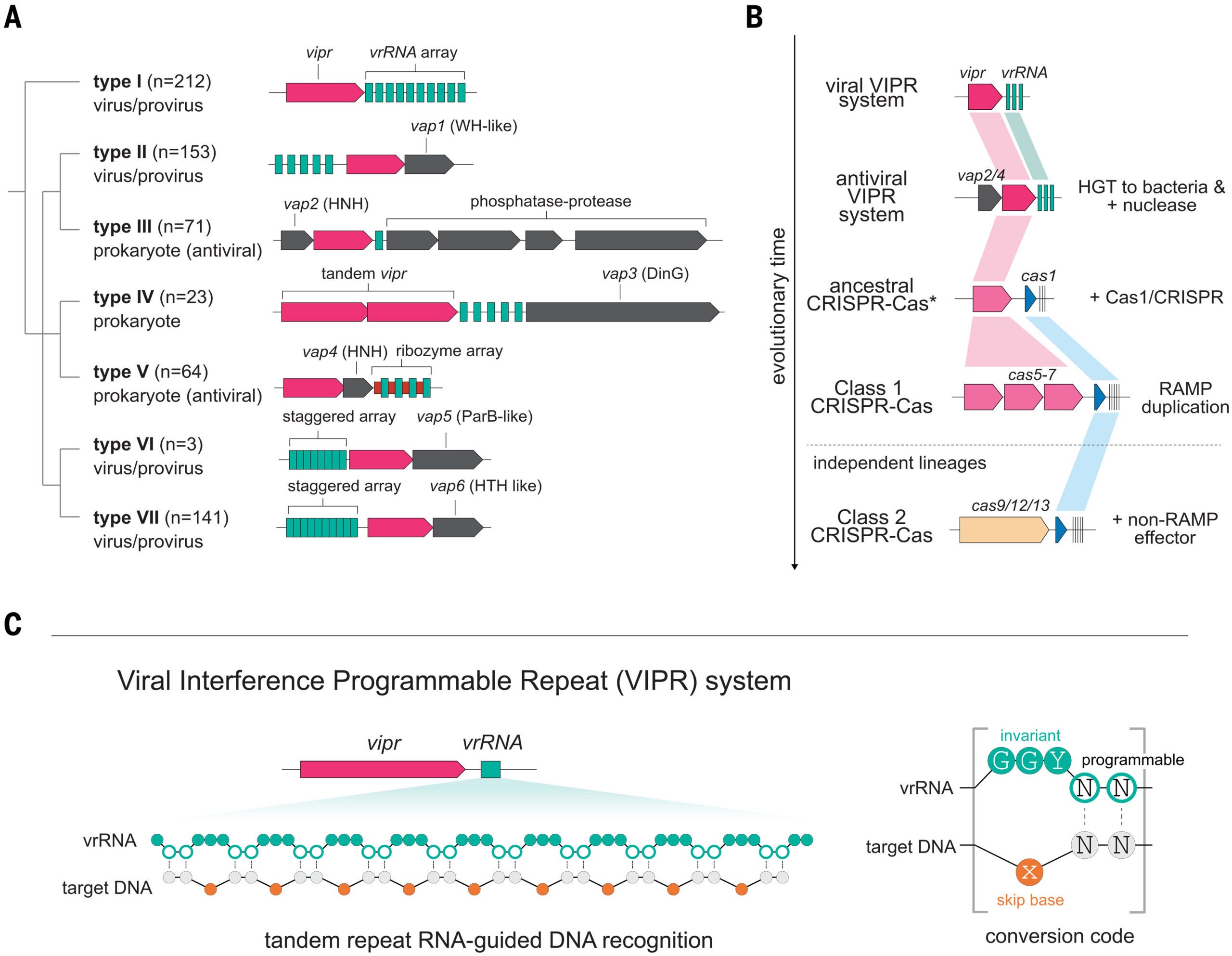 Diverse VIPR systems suggest a new model for CRISPR evolution.