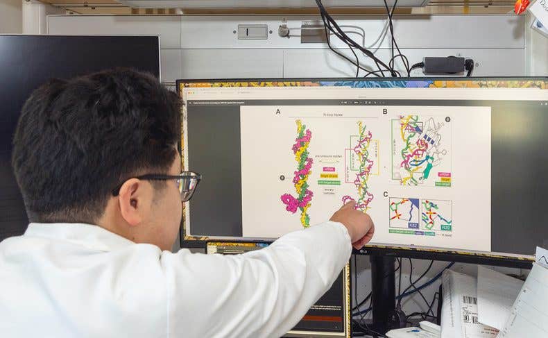 Kenneth Loi shows how VIPR RNA (in pink) snakes around the double helix of DNA (yellow and green) to form a unique triplex structure.