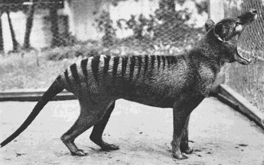 Black and white image of a yawning thylacine at Beaumaris (now Hobart) Zoo.