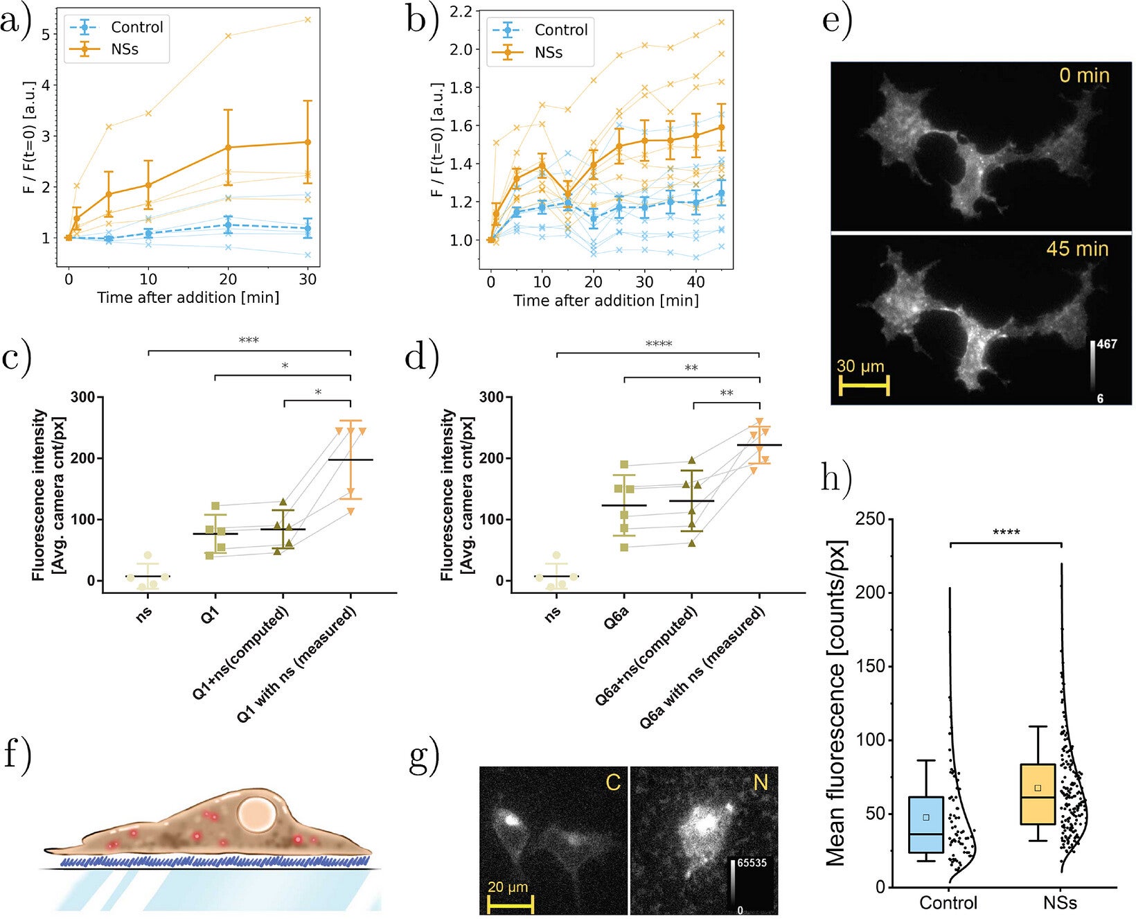 Gold nanostars enable plasmonic enhancement of QuasAr fluorescence in living cells.