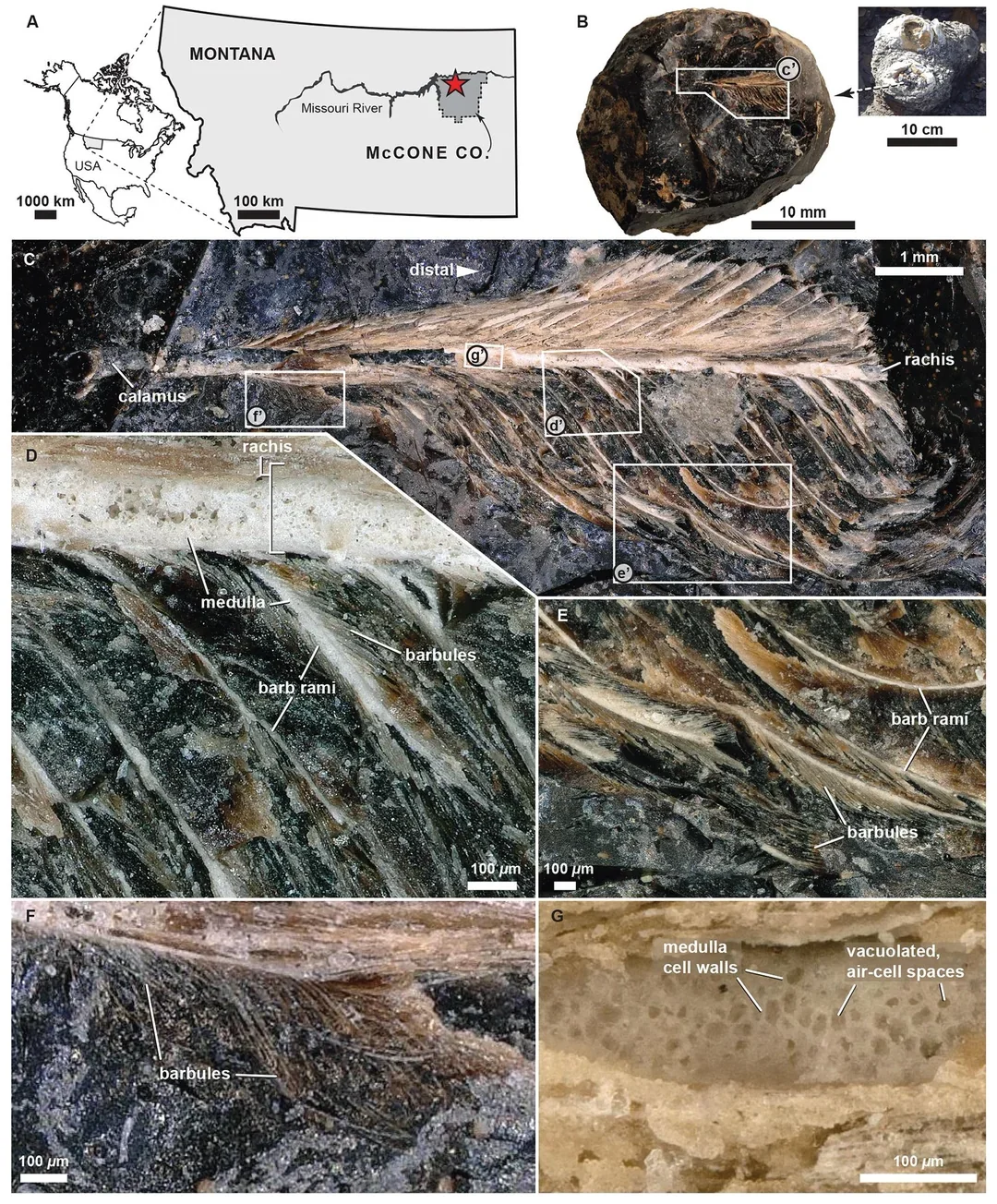 Geographic location and anatomy of a hesperornithiform feather in a coprolite
