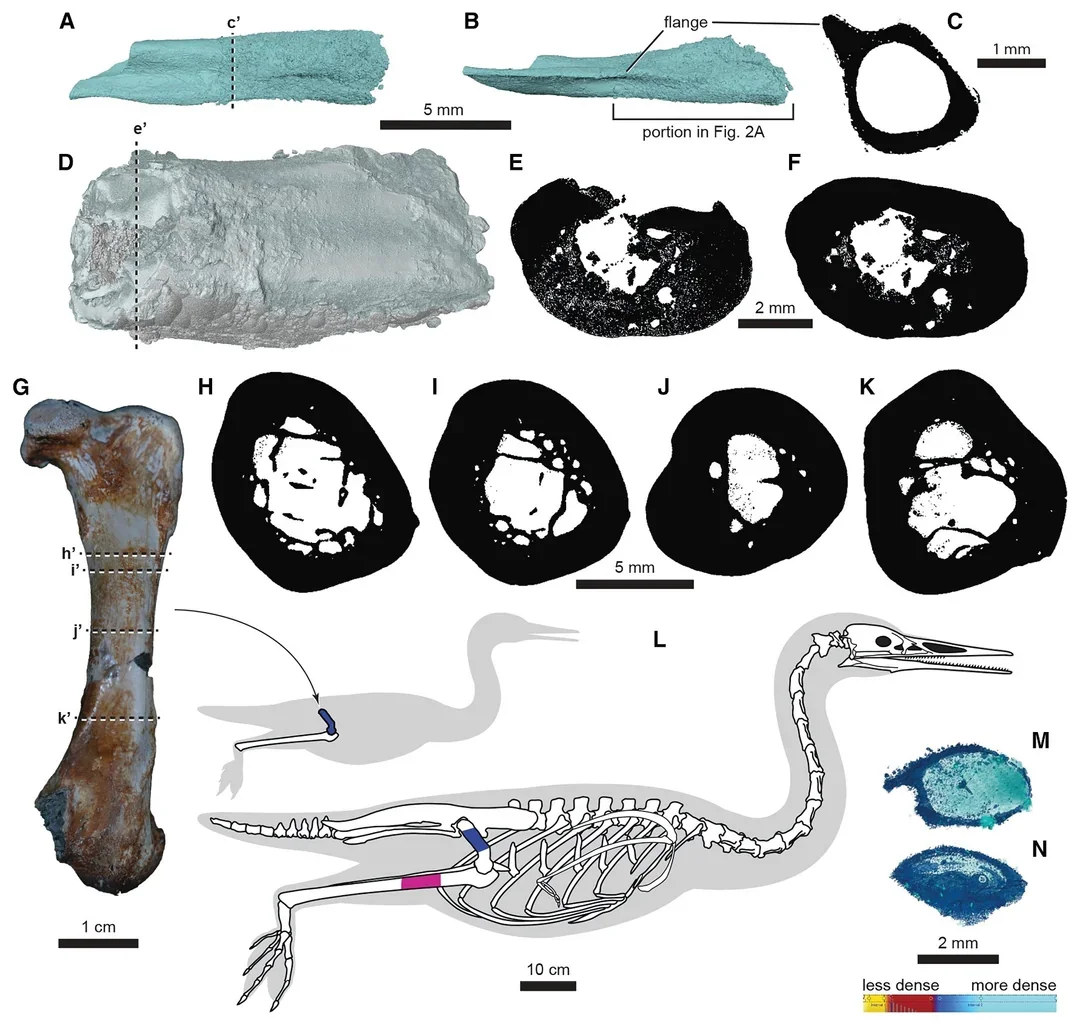 Bone compactness of the coprolite bone fragments and other hard tissue inclusions