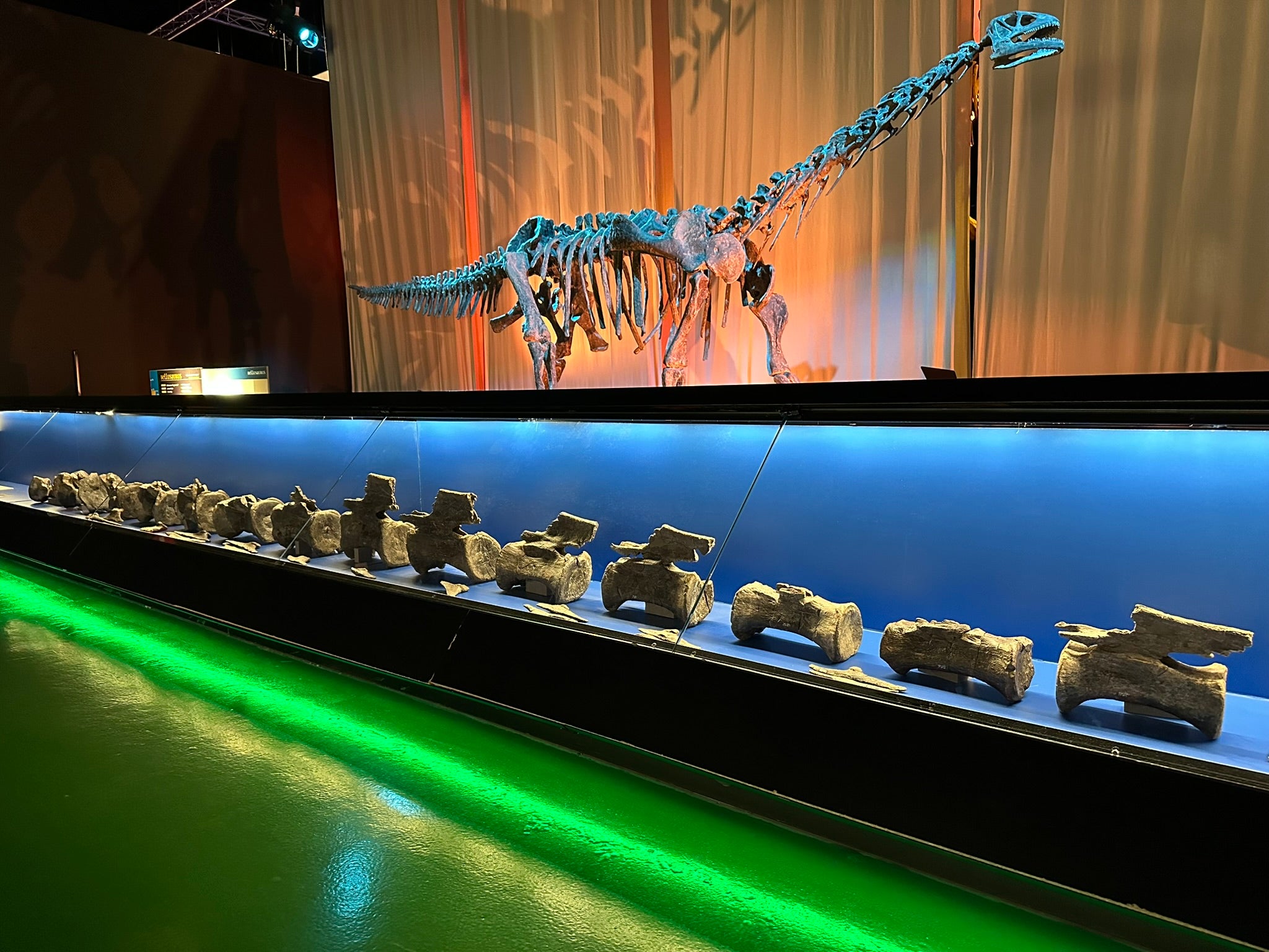 Original bones of the Diplodocus from El Castellar (lower part of the photograph) exhibited in the Aragonese Museum of Paleontology located in Dinópolis (Teruel, Spain).