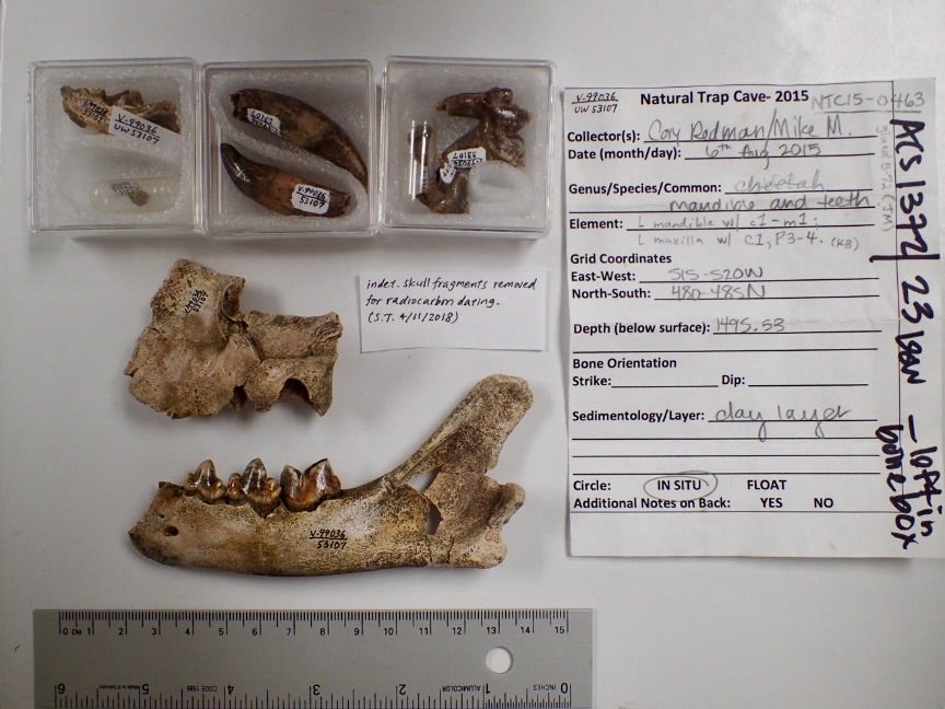 Miracinonyx trumani skull fragments found deep underground at Natural Trap Cave, Wyoming.