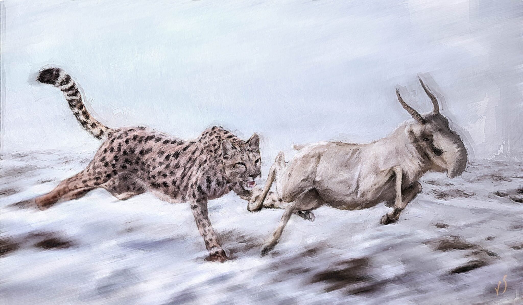 An illustration of Miracinonyx trumani pursuing a saiga antelope.