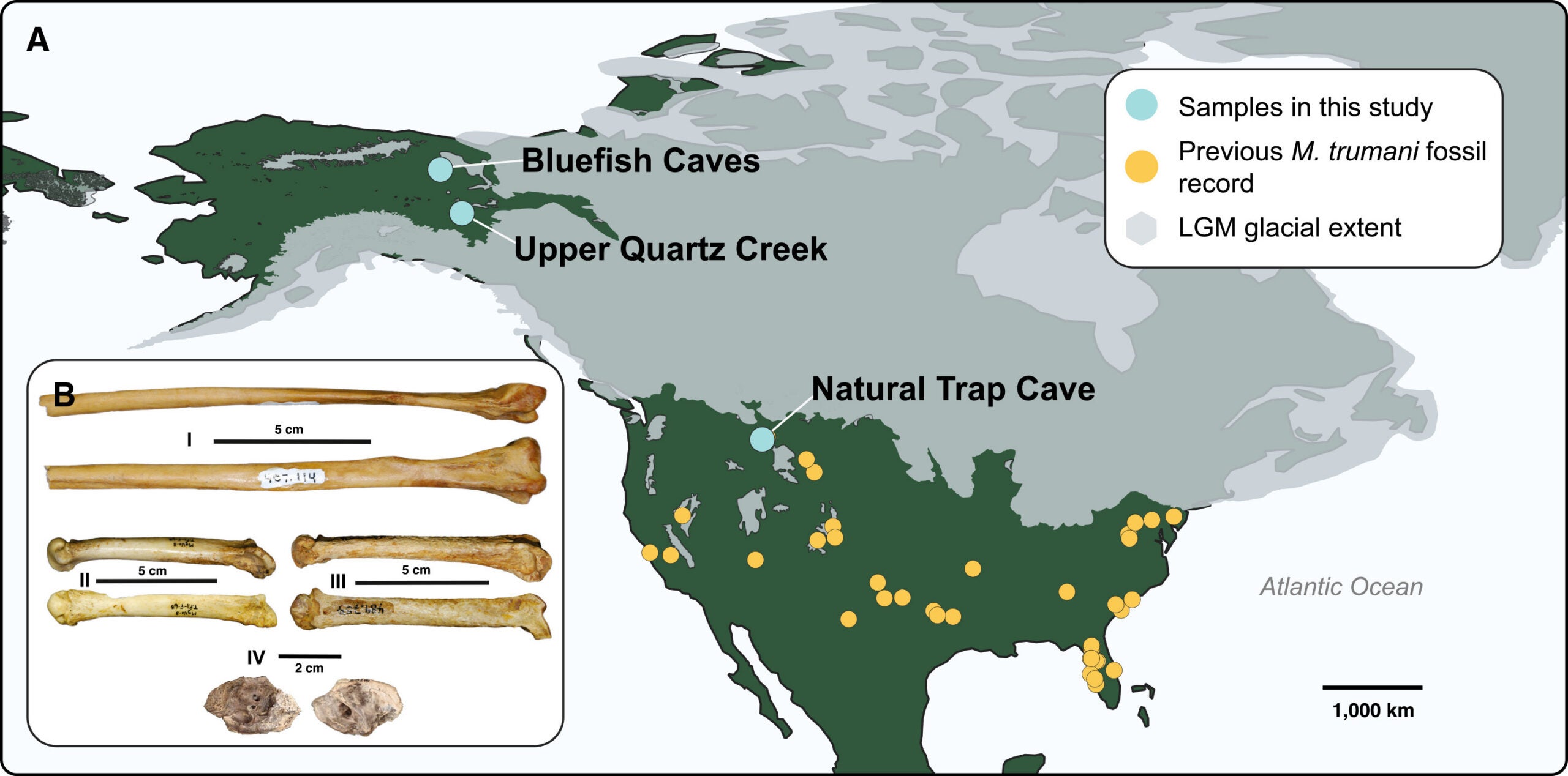 Geographic distribution and sample localities for M. trumani