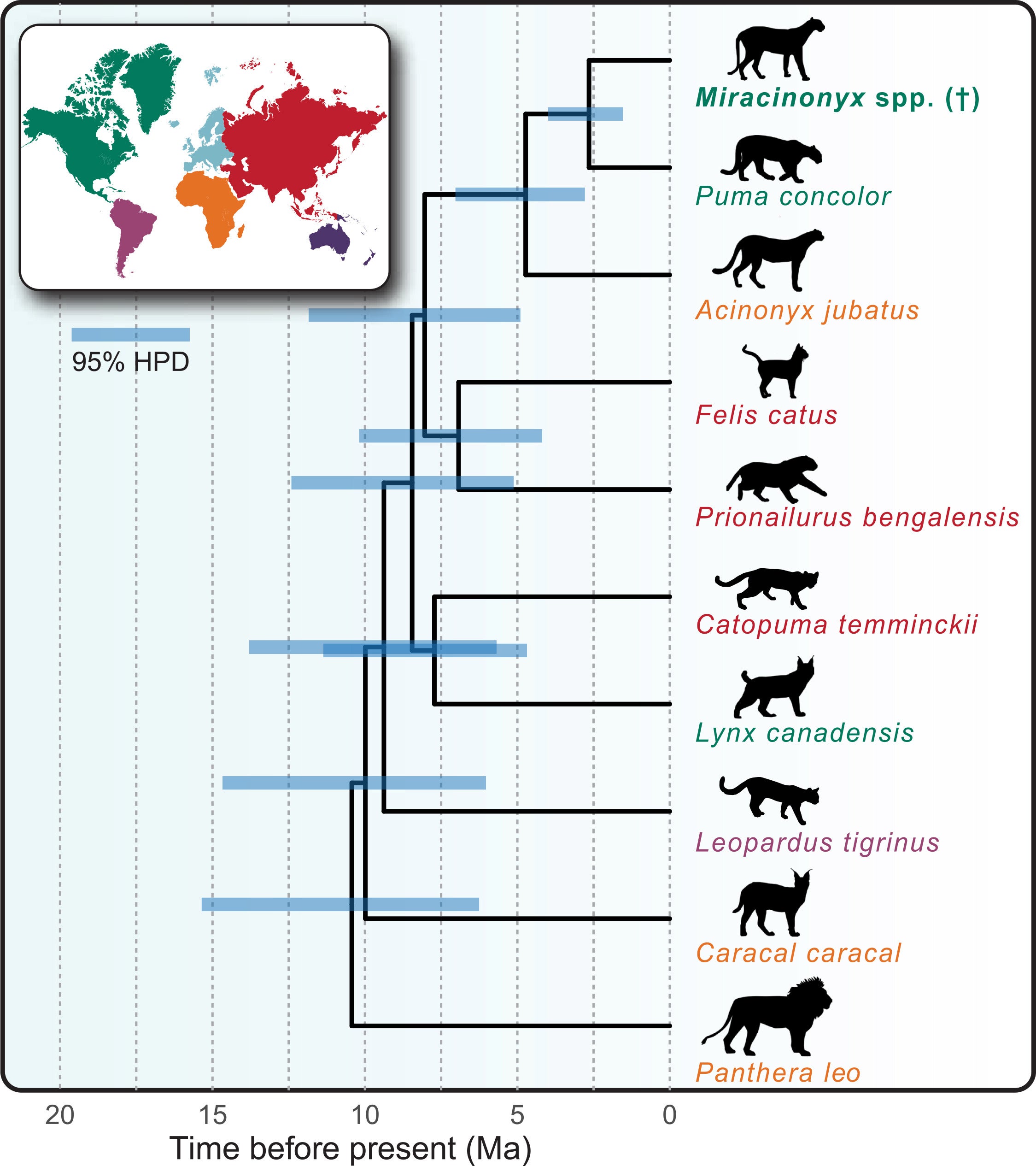 Species tree and divergence-time estimates for M. trumani and extant felids